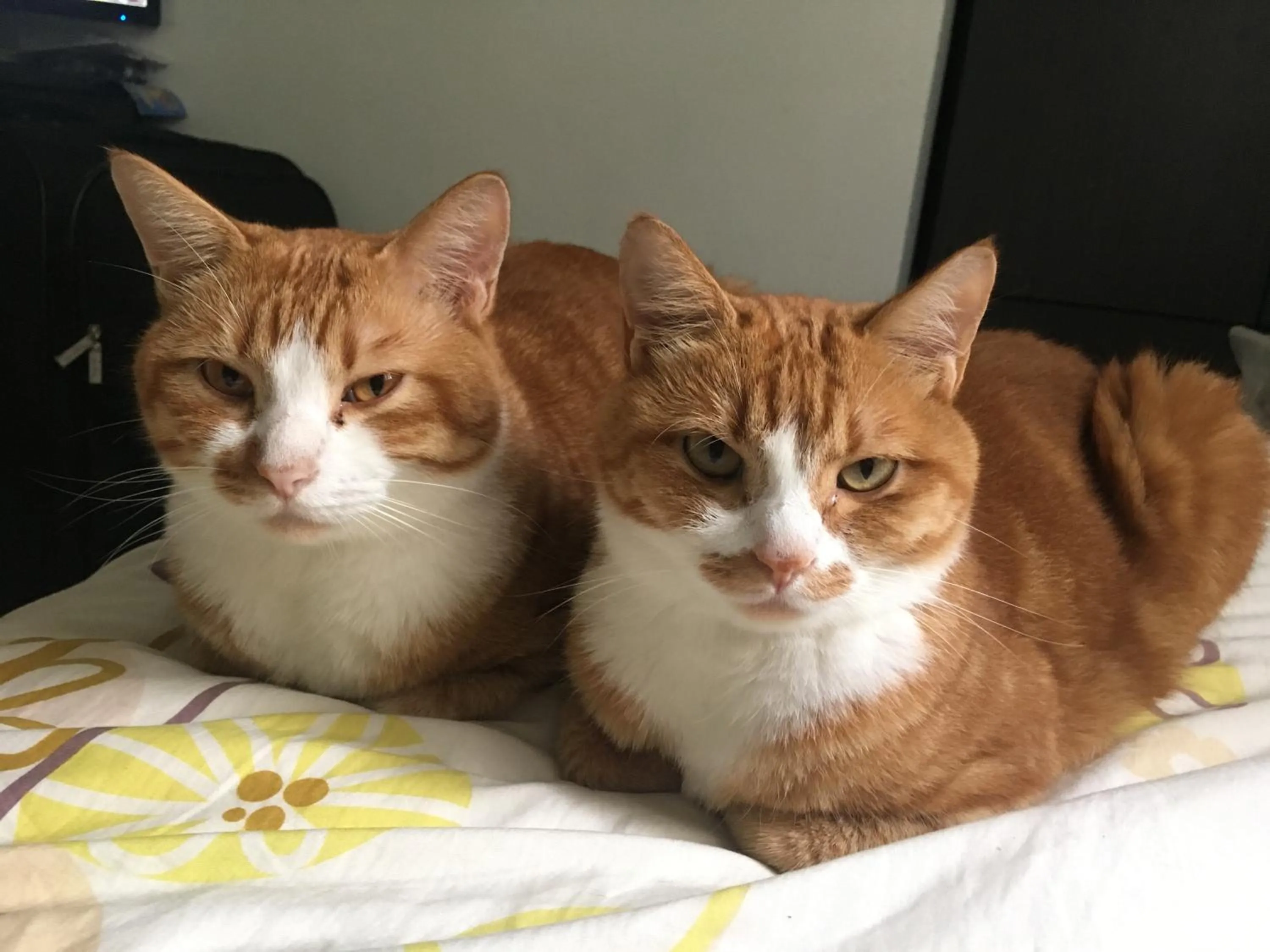 Pets in City Oasis Guesthouse