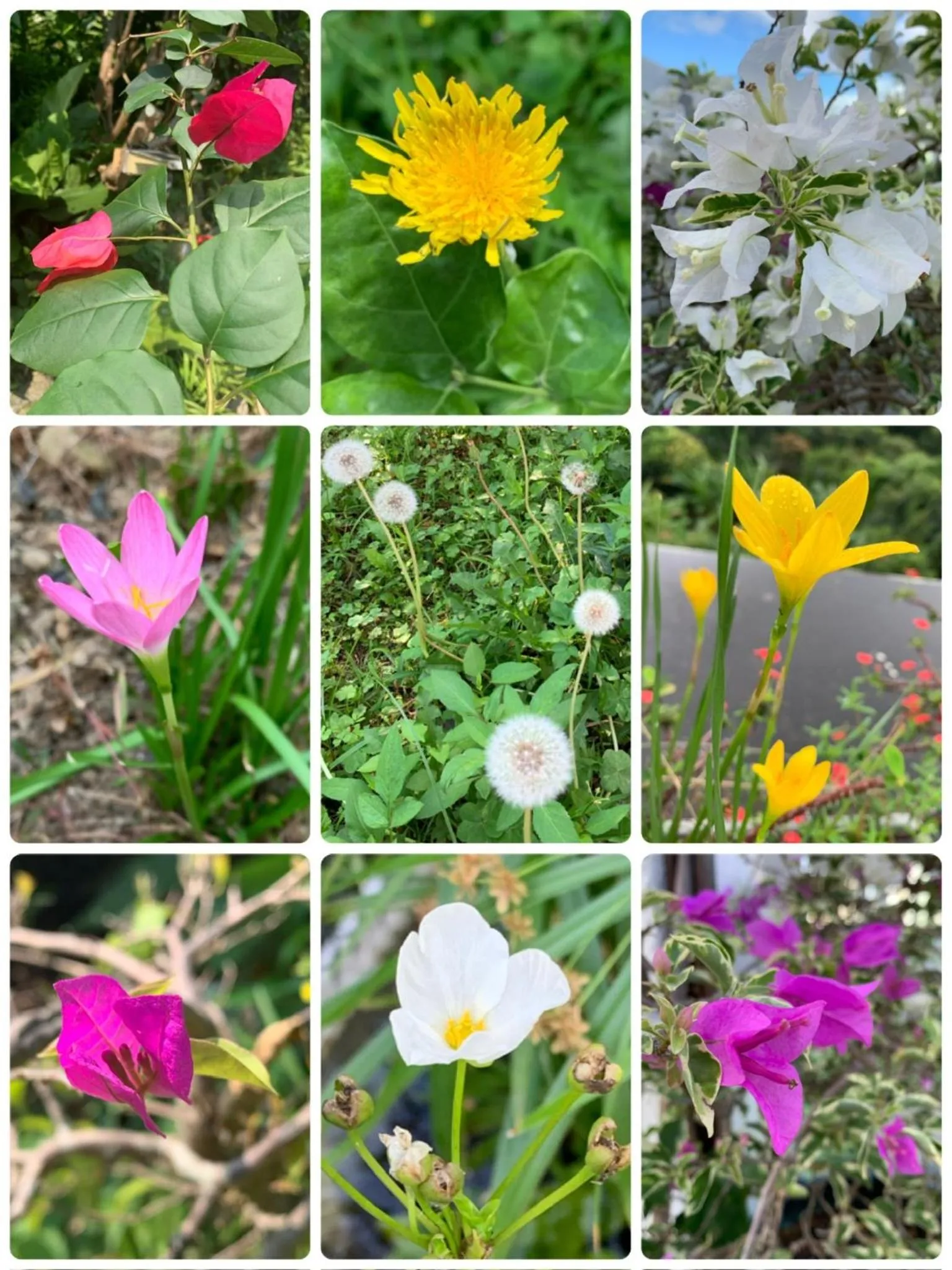 City Oasis Guesthouse