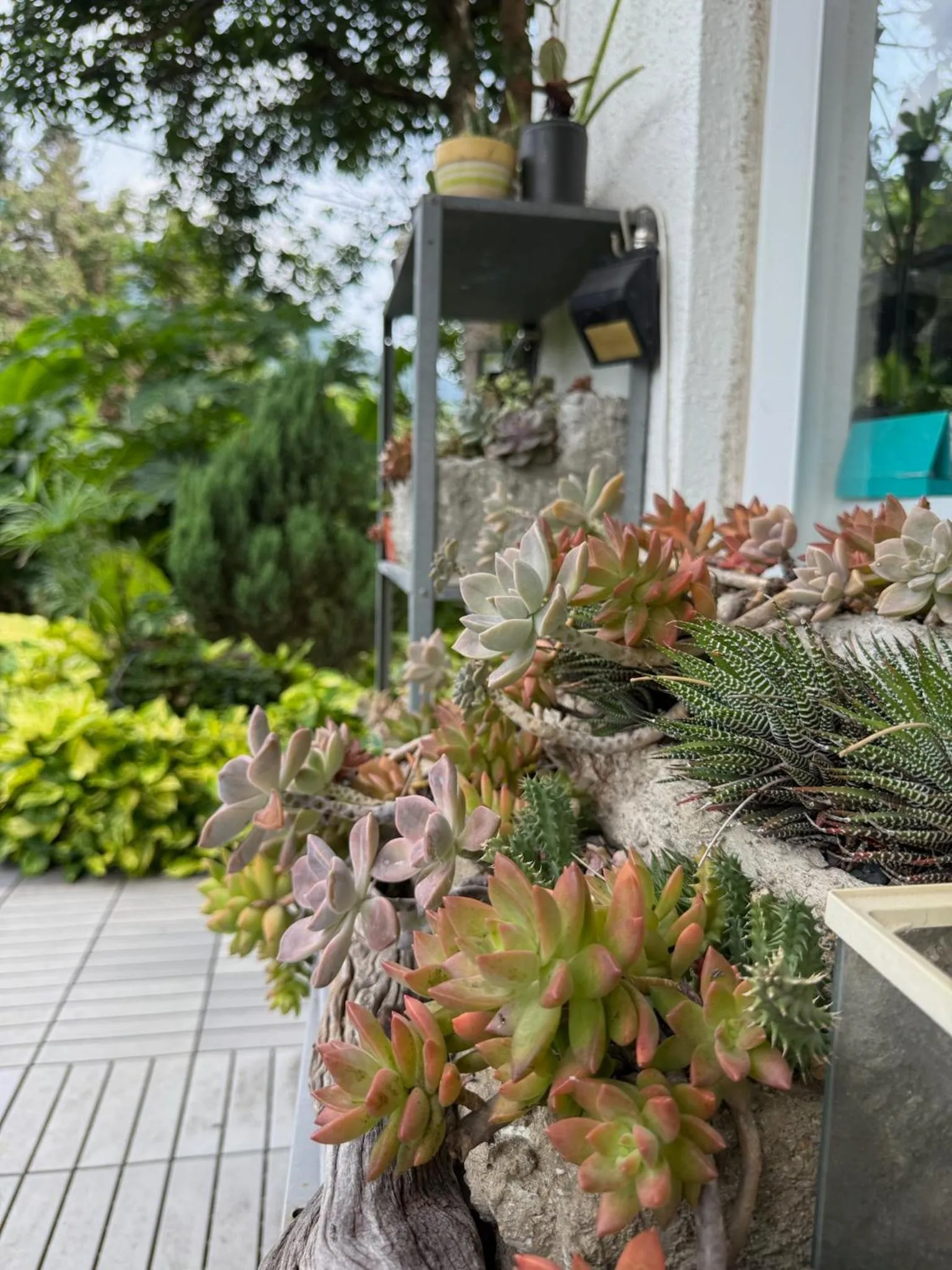 City Oasis Guesthouse