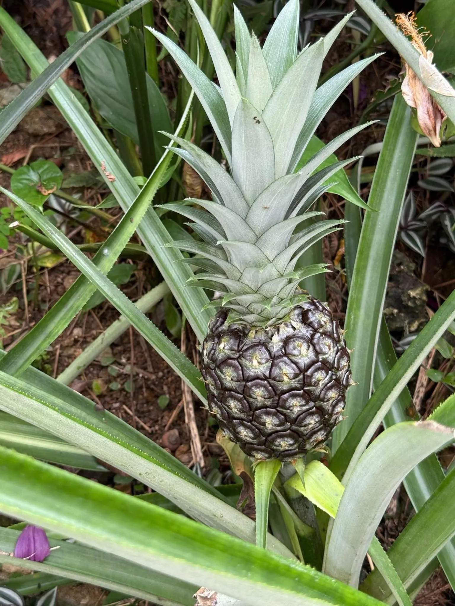 City Oasis Guesthouse