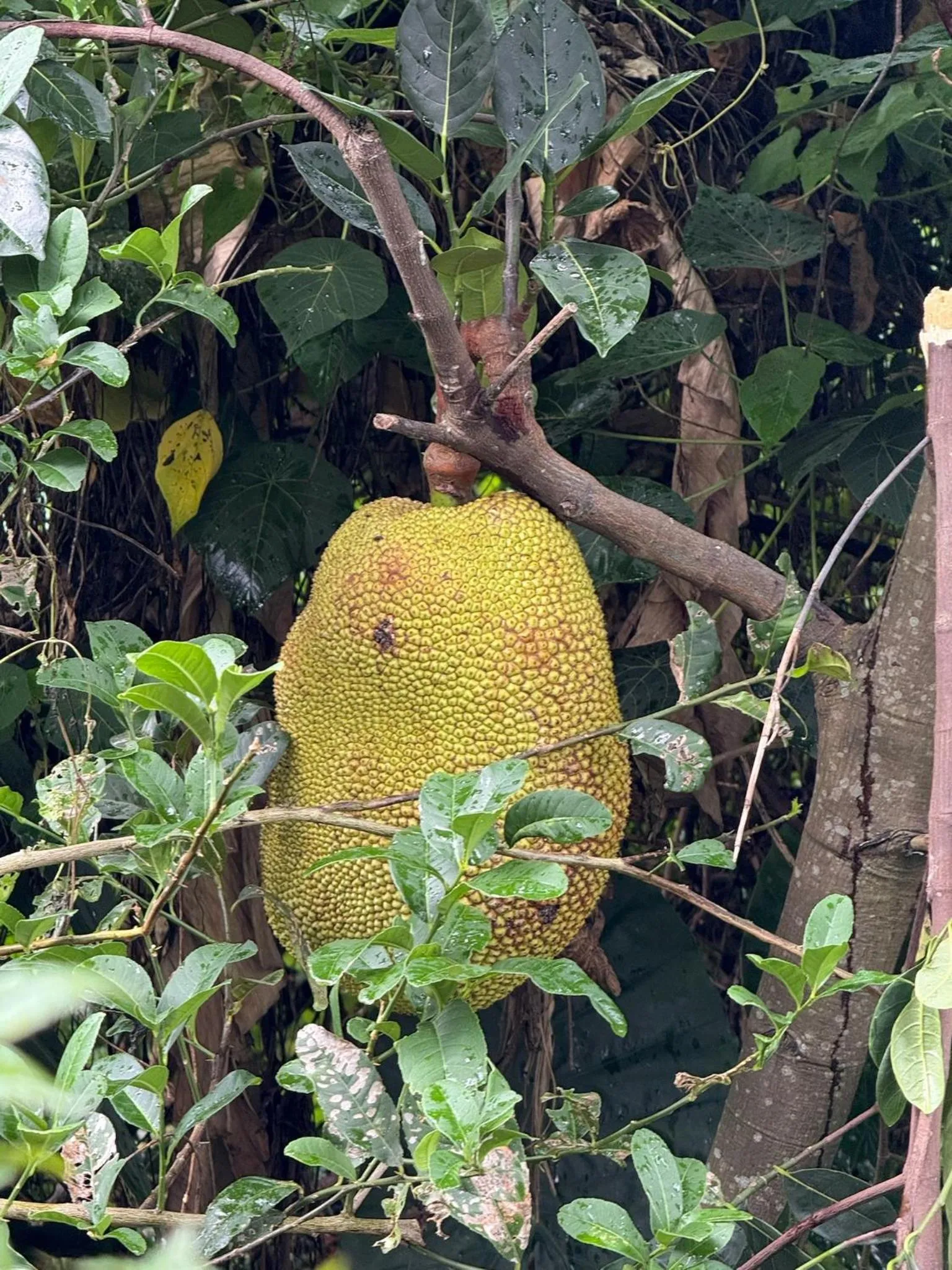 City Oasis Guesthouse