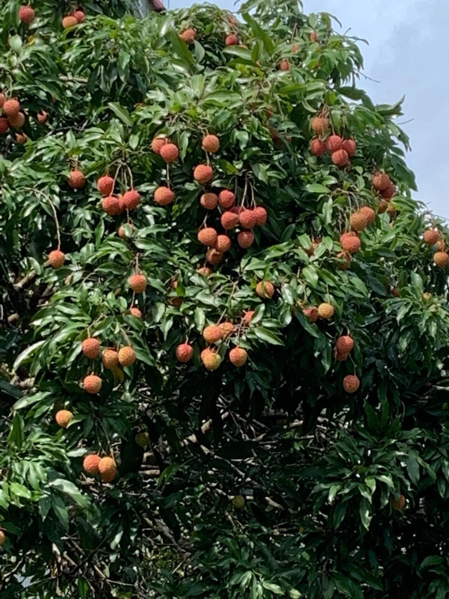 City Oasis Guesthouse