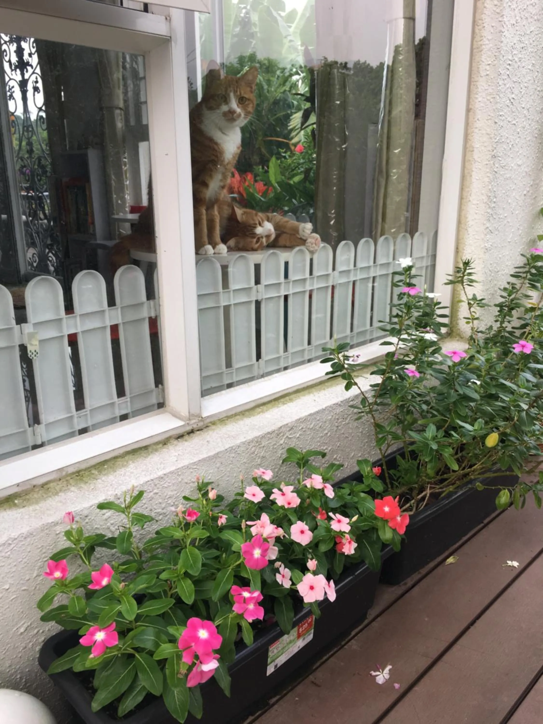 Pets in City Oasis Guesthouse