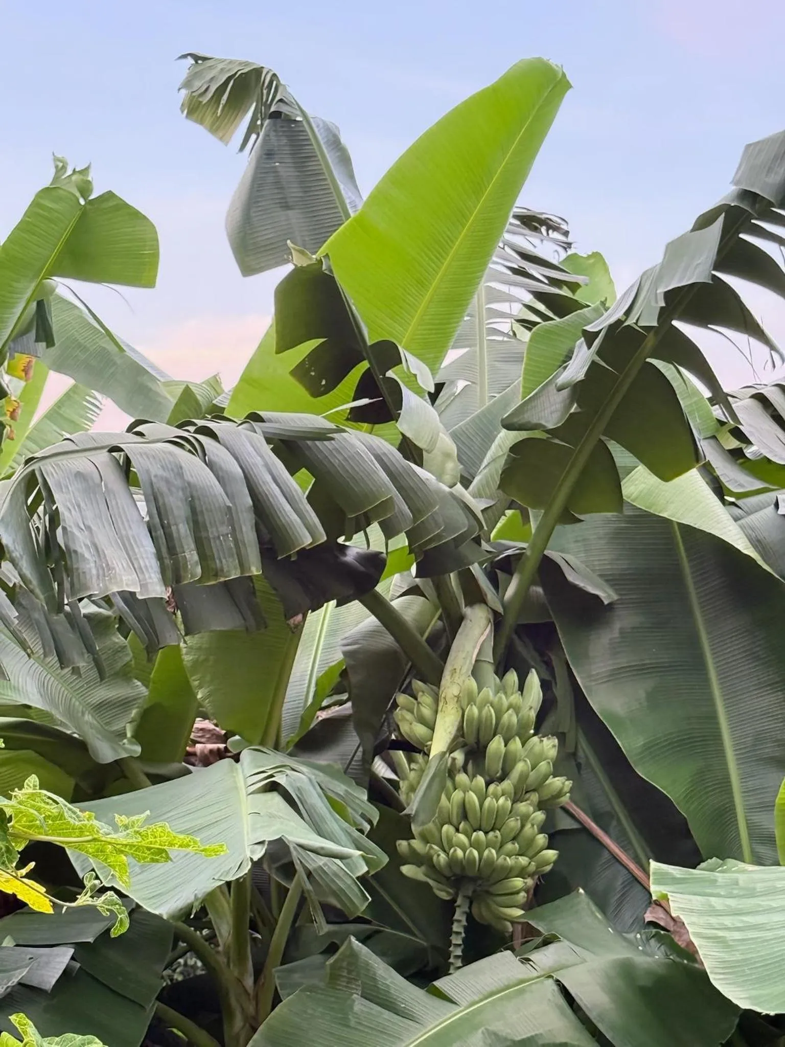 City Oasis Guesthouse