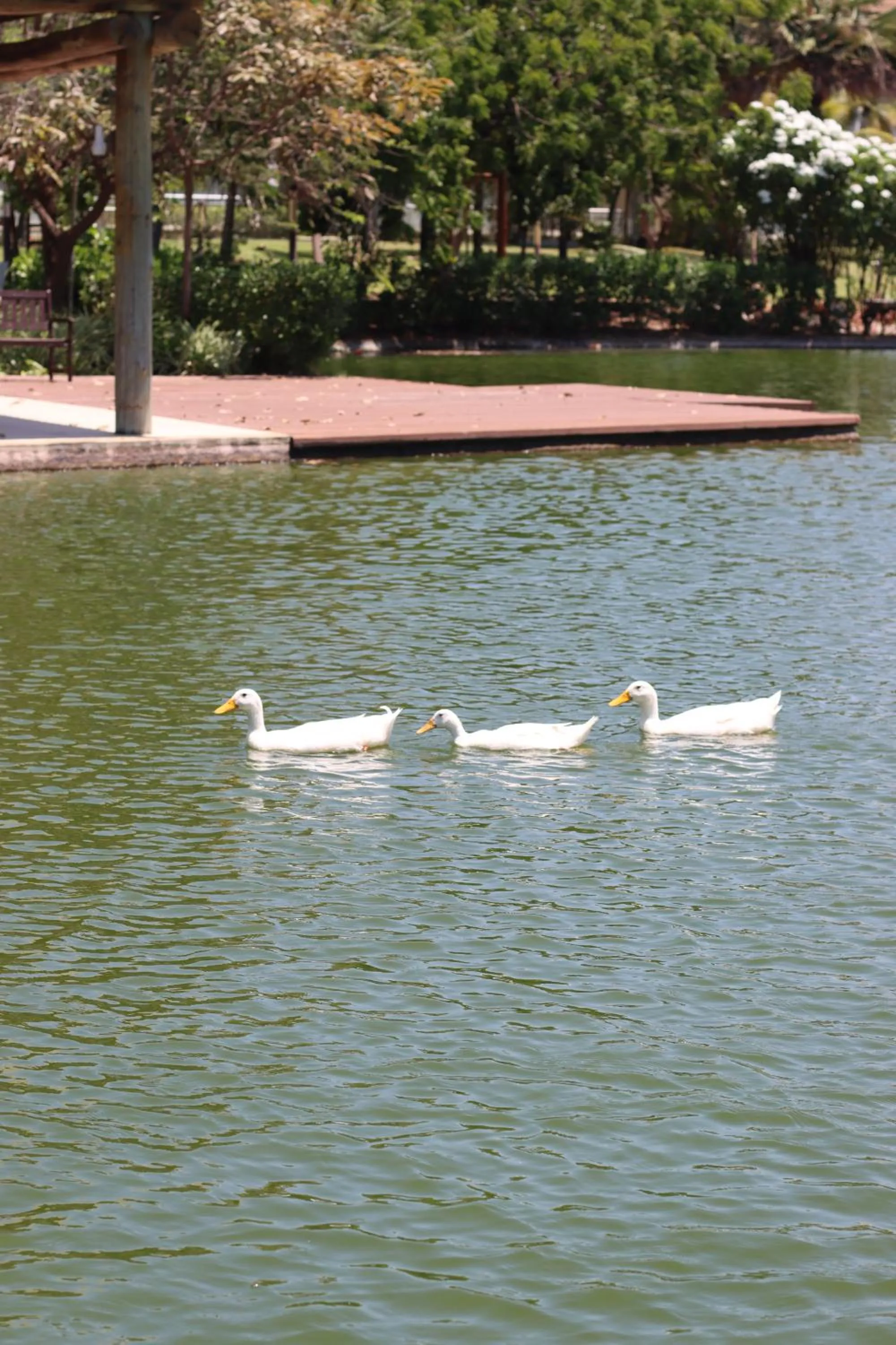 Natural landscape in Golf Ville Resort Brisa do Golf -Apartamentos e Cobertura