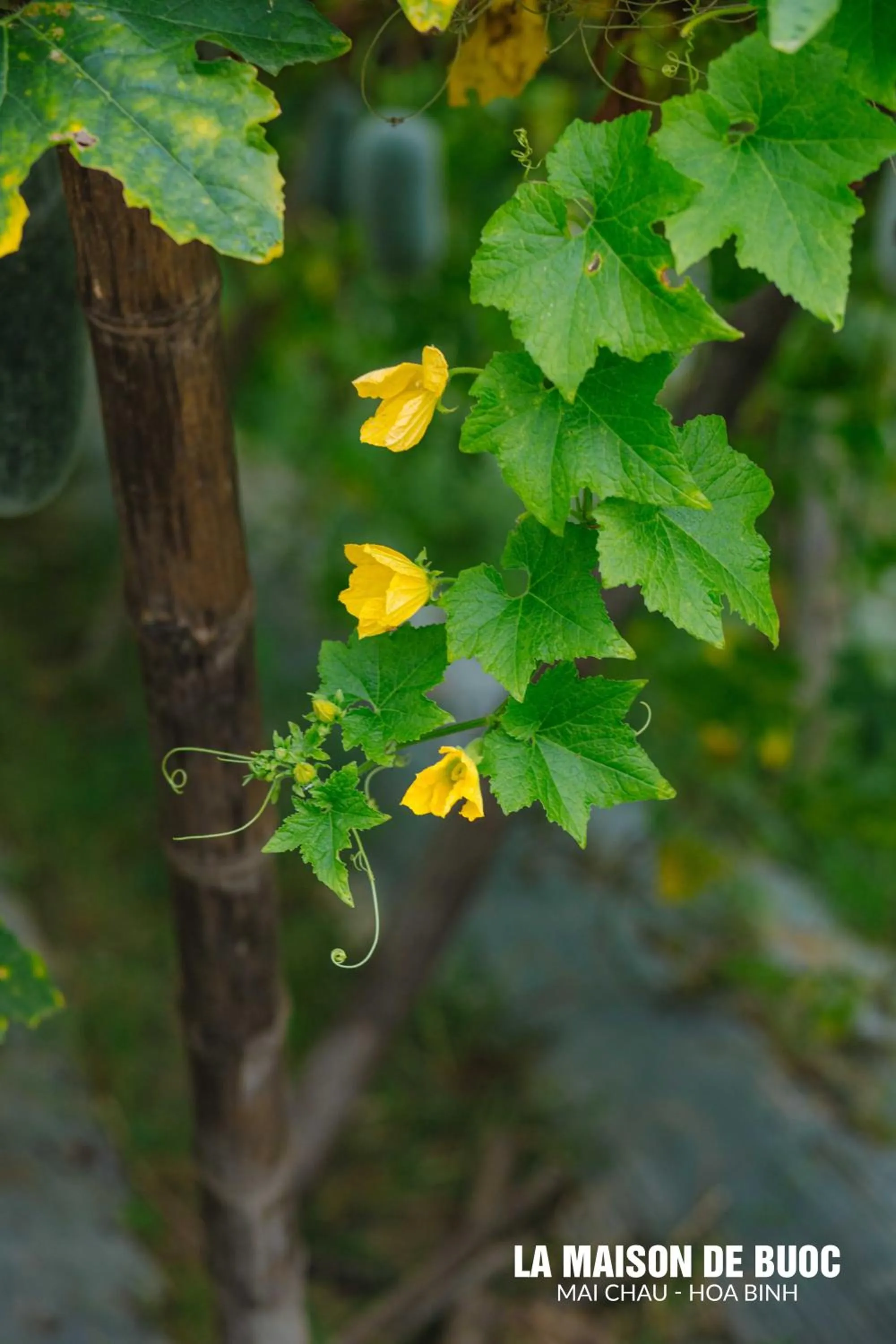 Spring in La Maison De Buoc