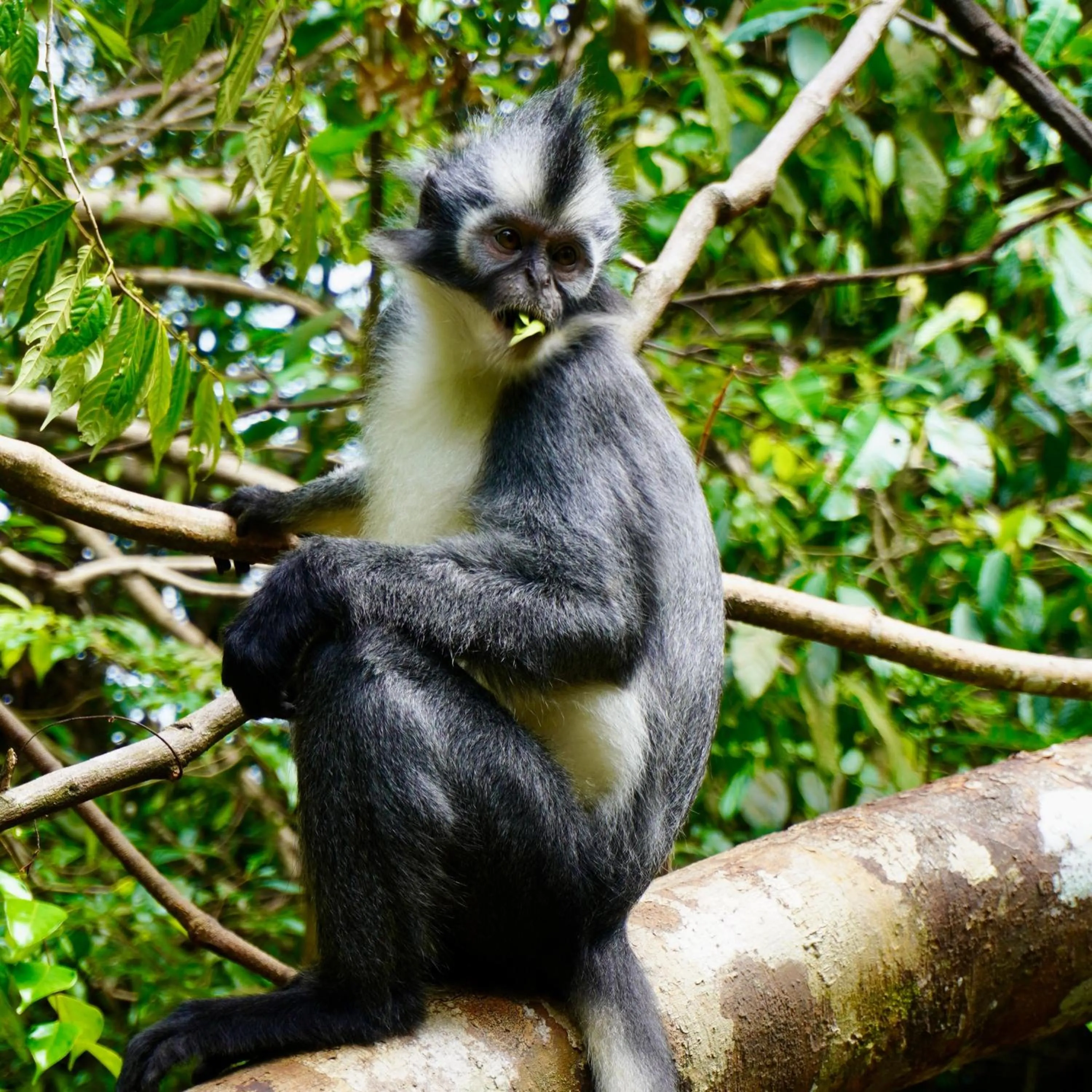 Activities in Fun Family Guest House n Jungle Tour