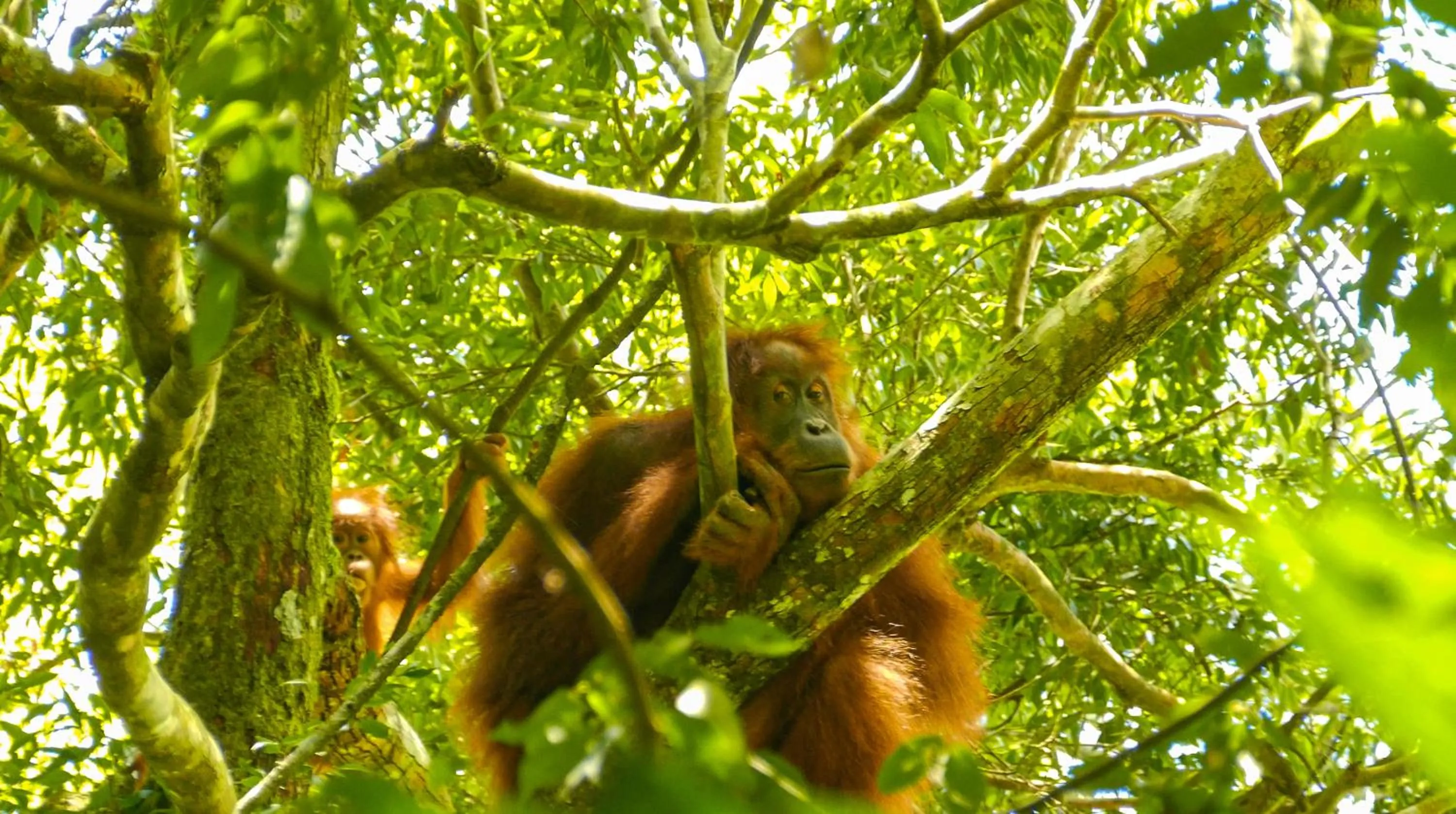 Activities in Fun Family Guest House n Jungle Tour
