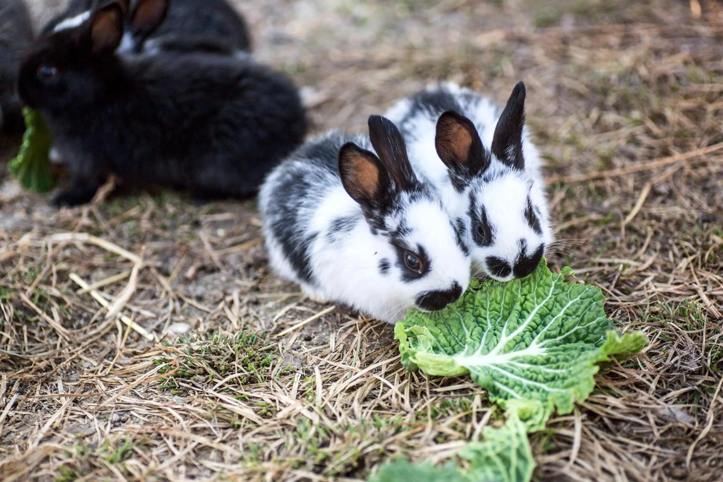 Property building in Ca' Ciaran