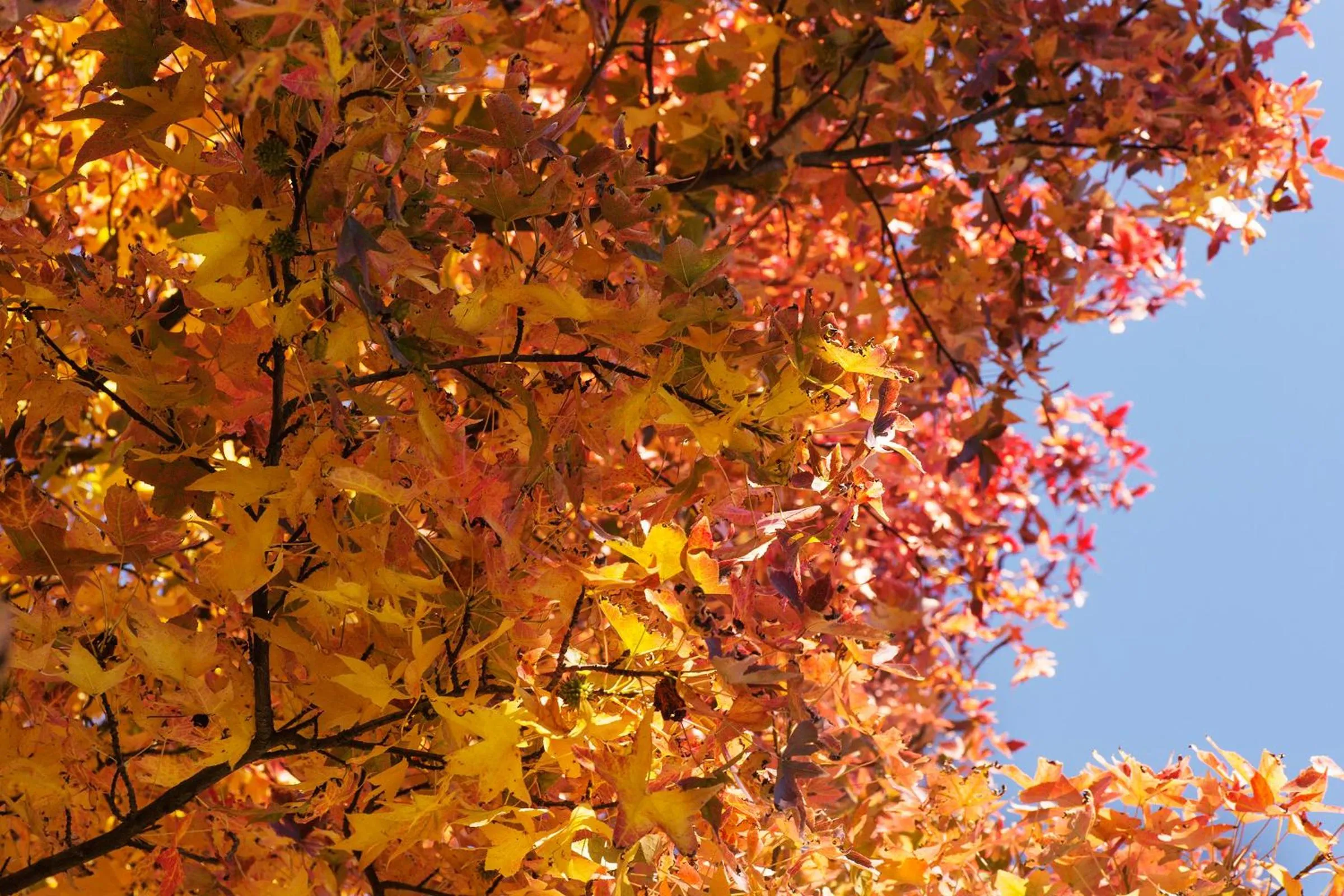 Property building in Ca' Ciaran