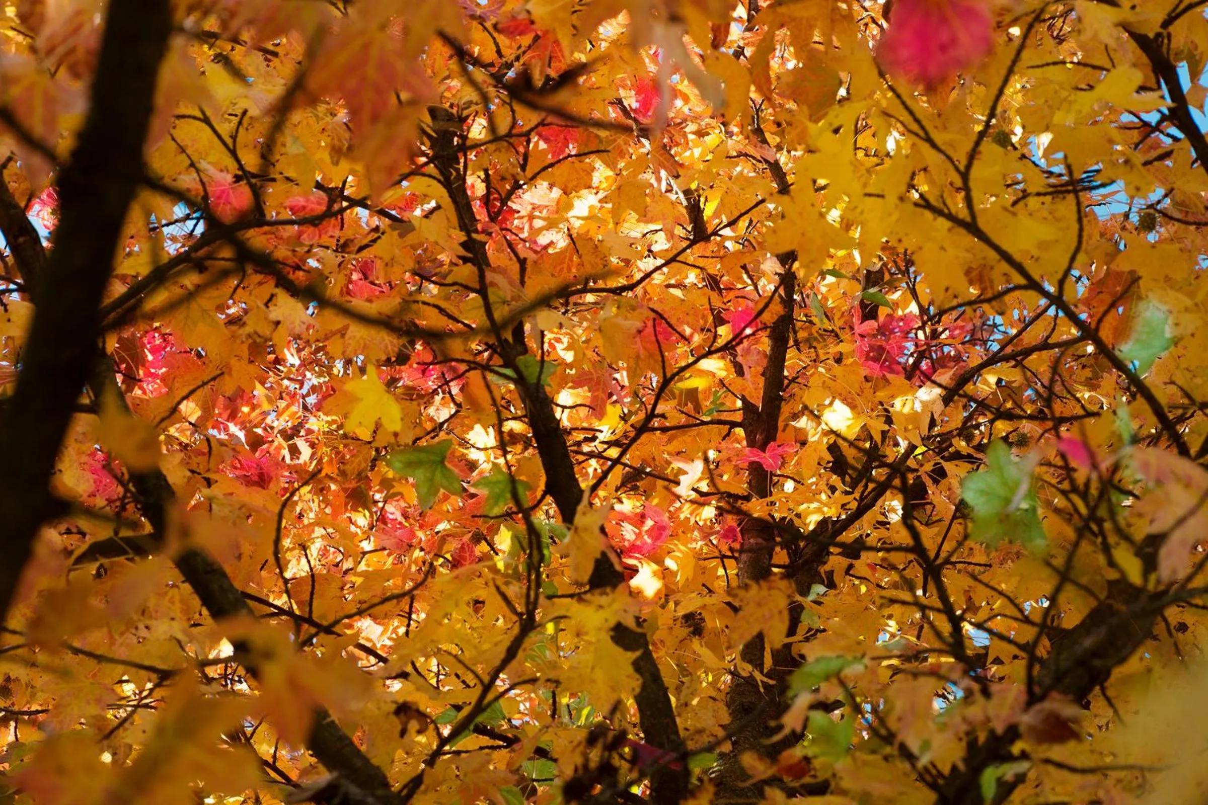 Property building in Ca' Ciaran