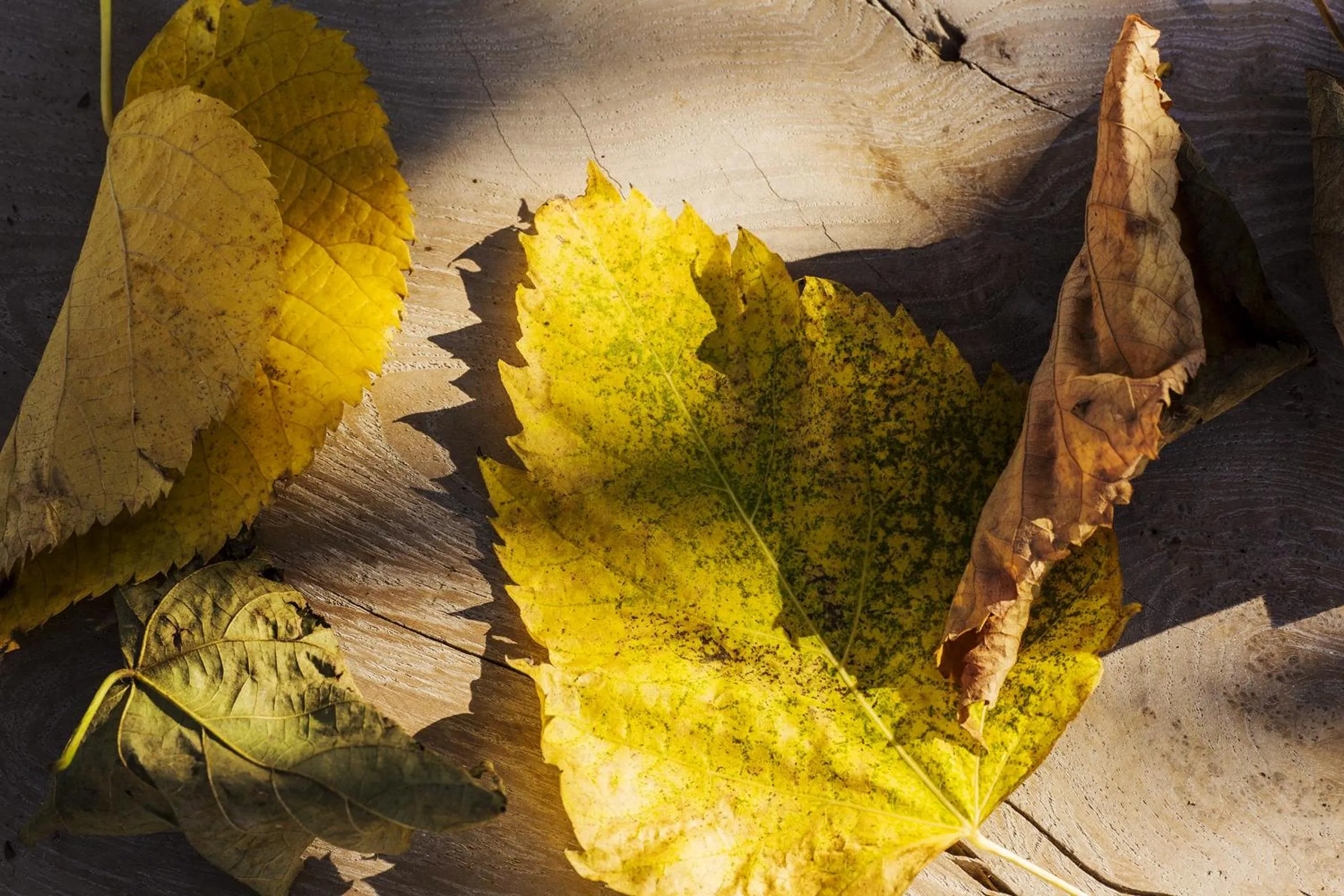 Property building in Ca' Ciaran