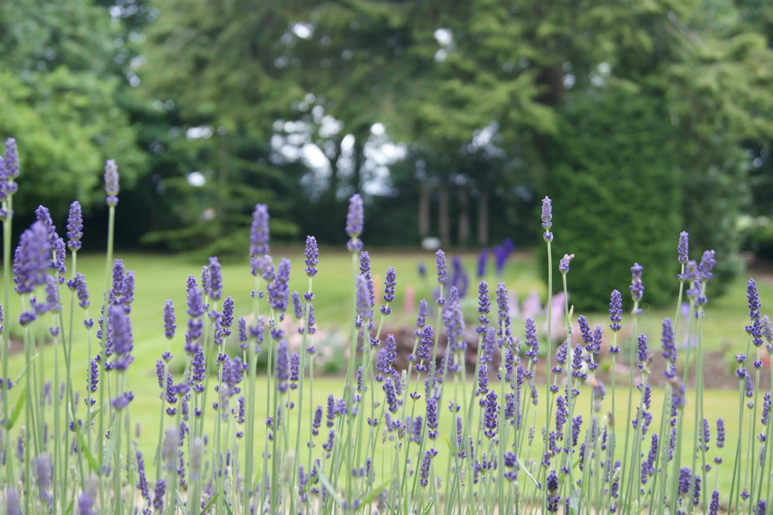 Garden in Old Rectory