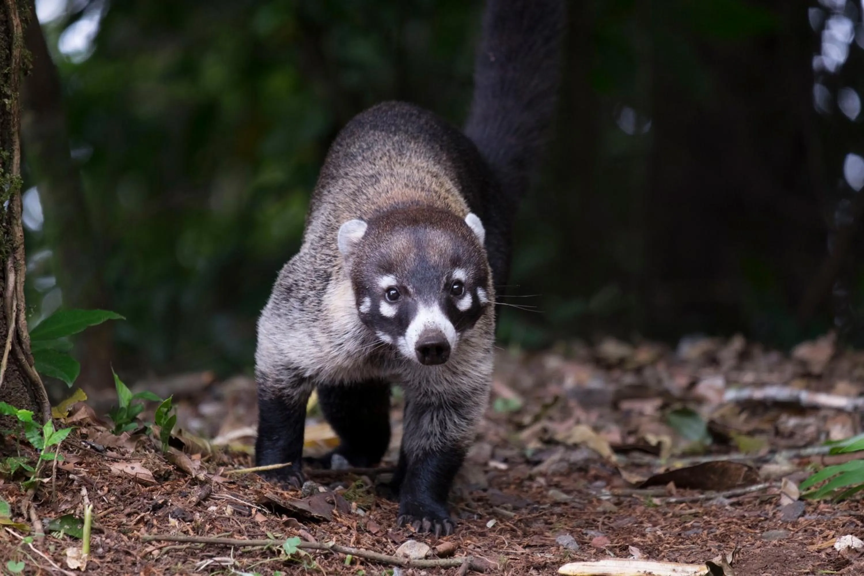 Pets in Hotel Flor de Bromelia