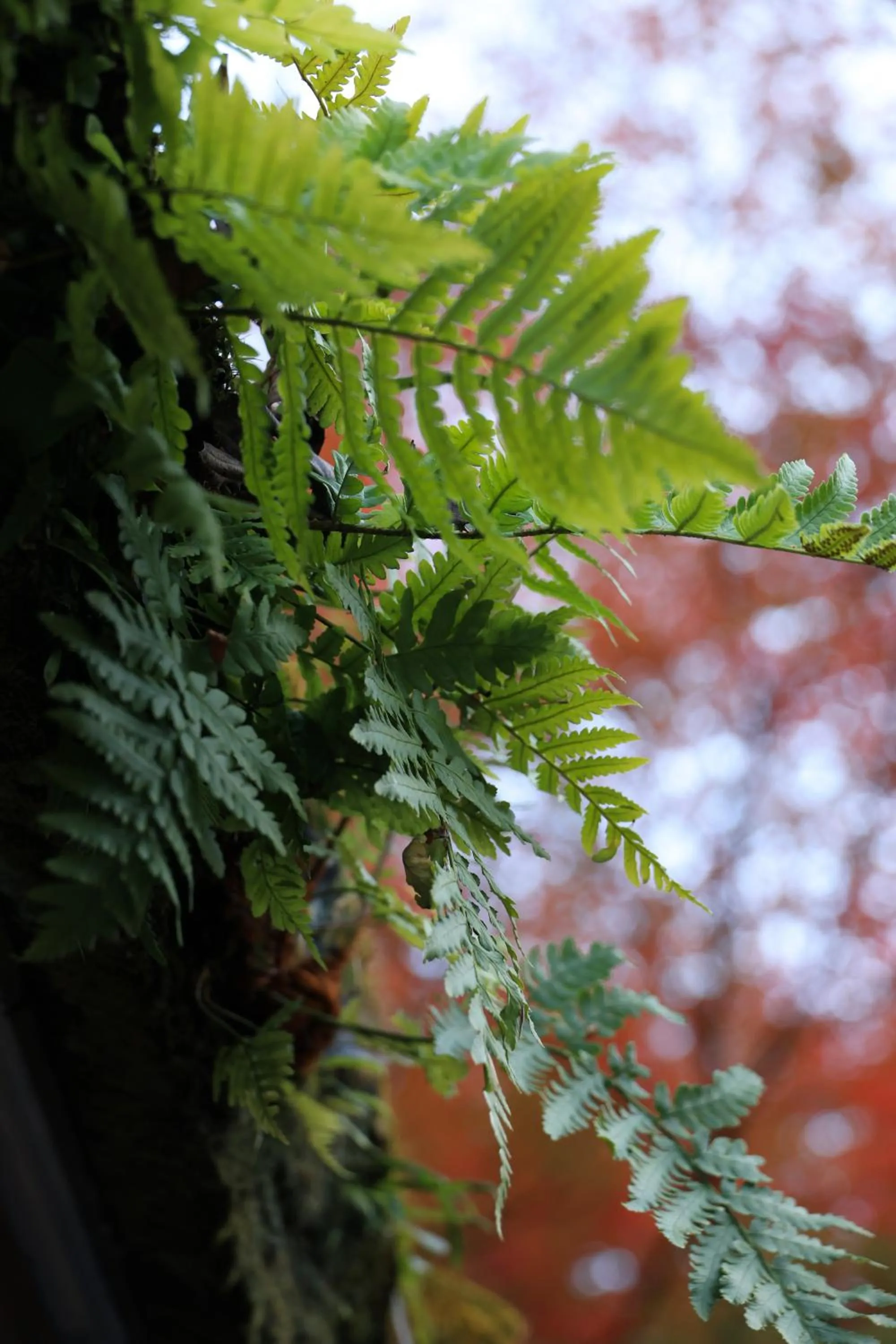 Garden in Oukai Villa Izumi