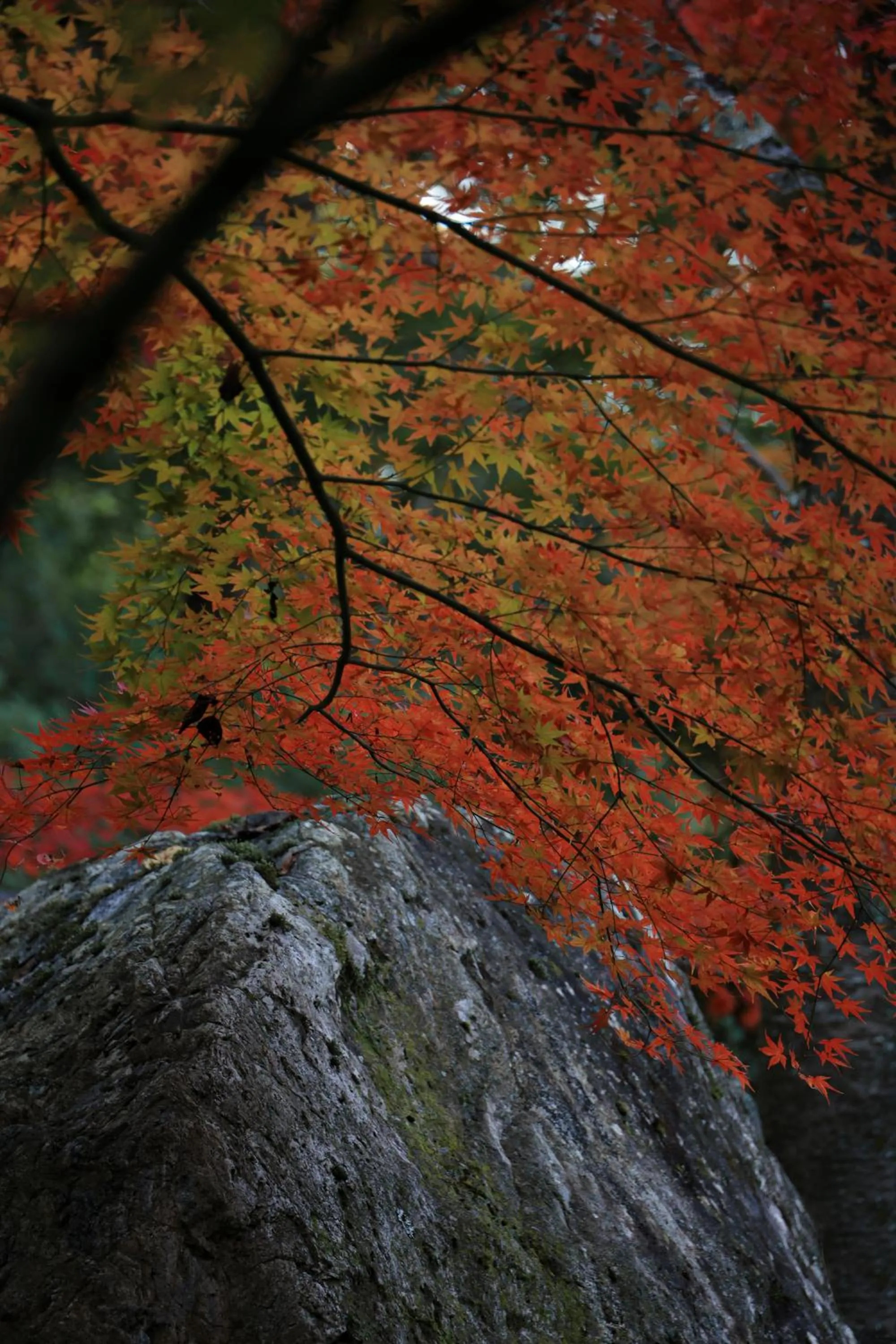 Garden in Oukai Villa Izumi