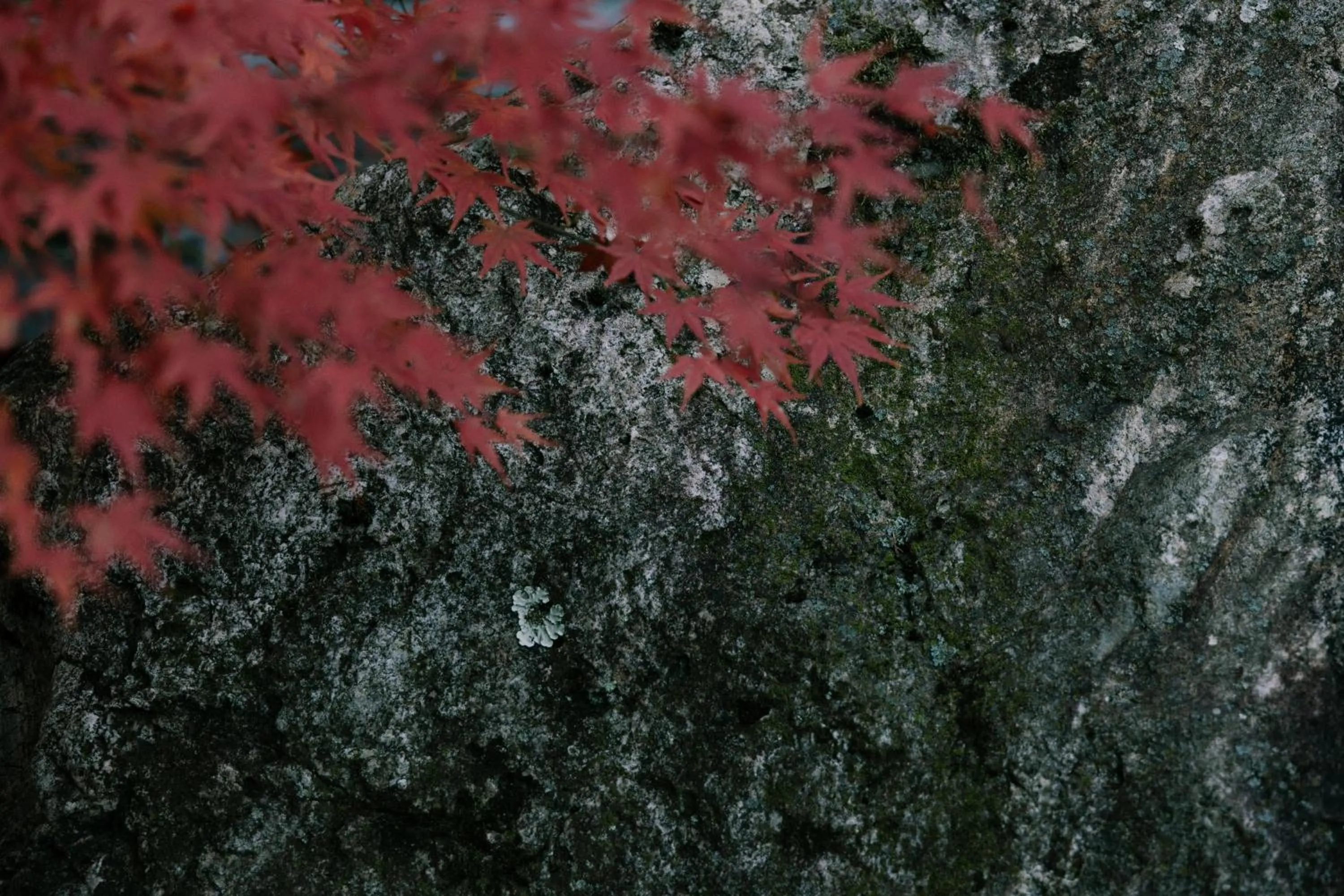Garden view in Oukai Villa Izumi