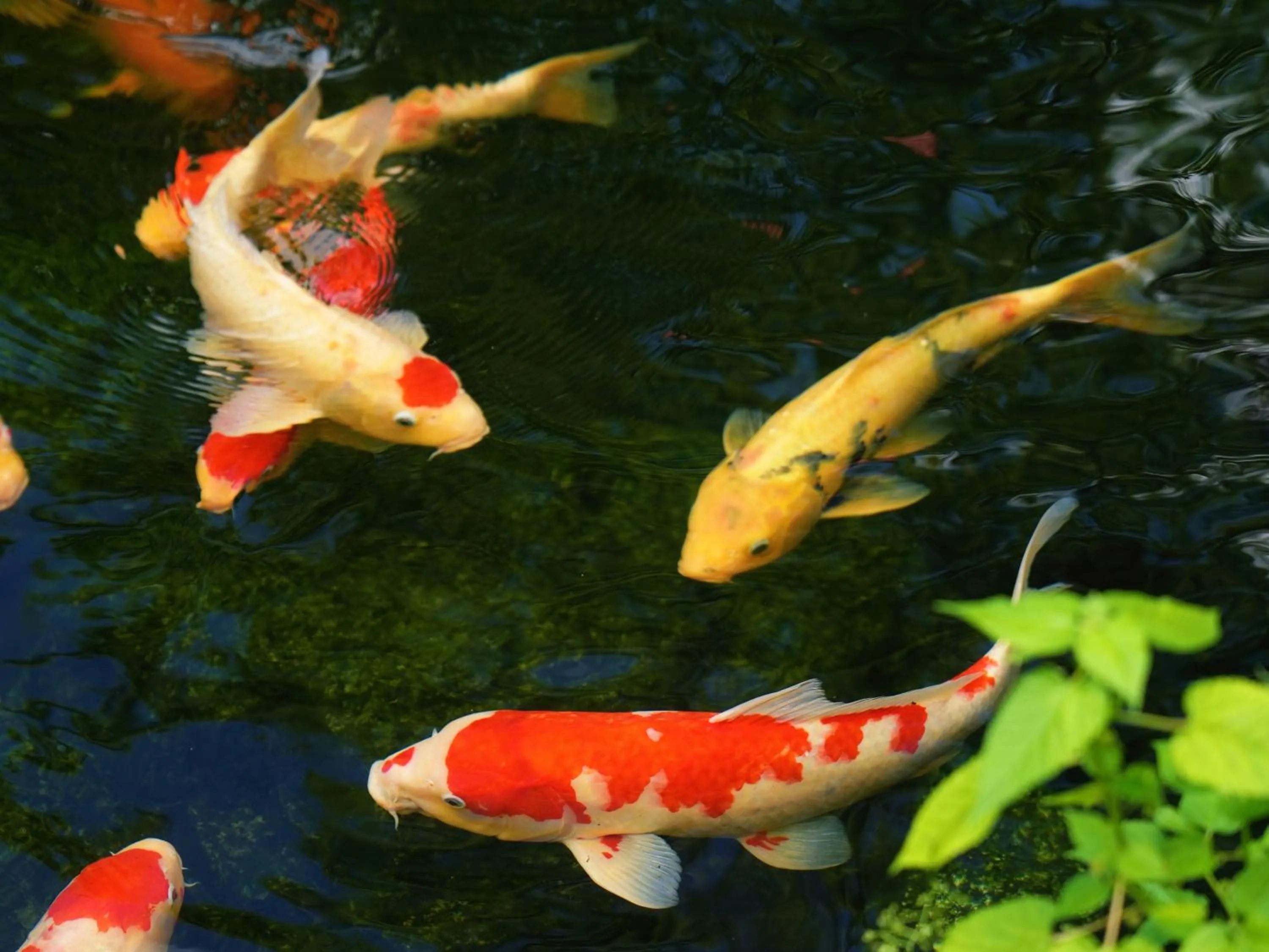 Garden view in Oukai Villa Izumi