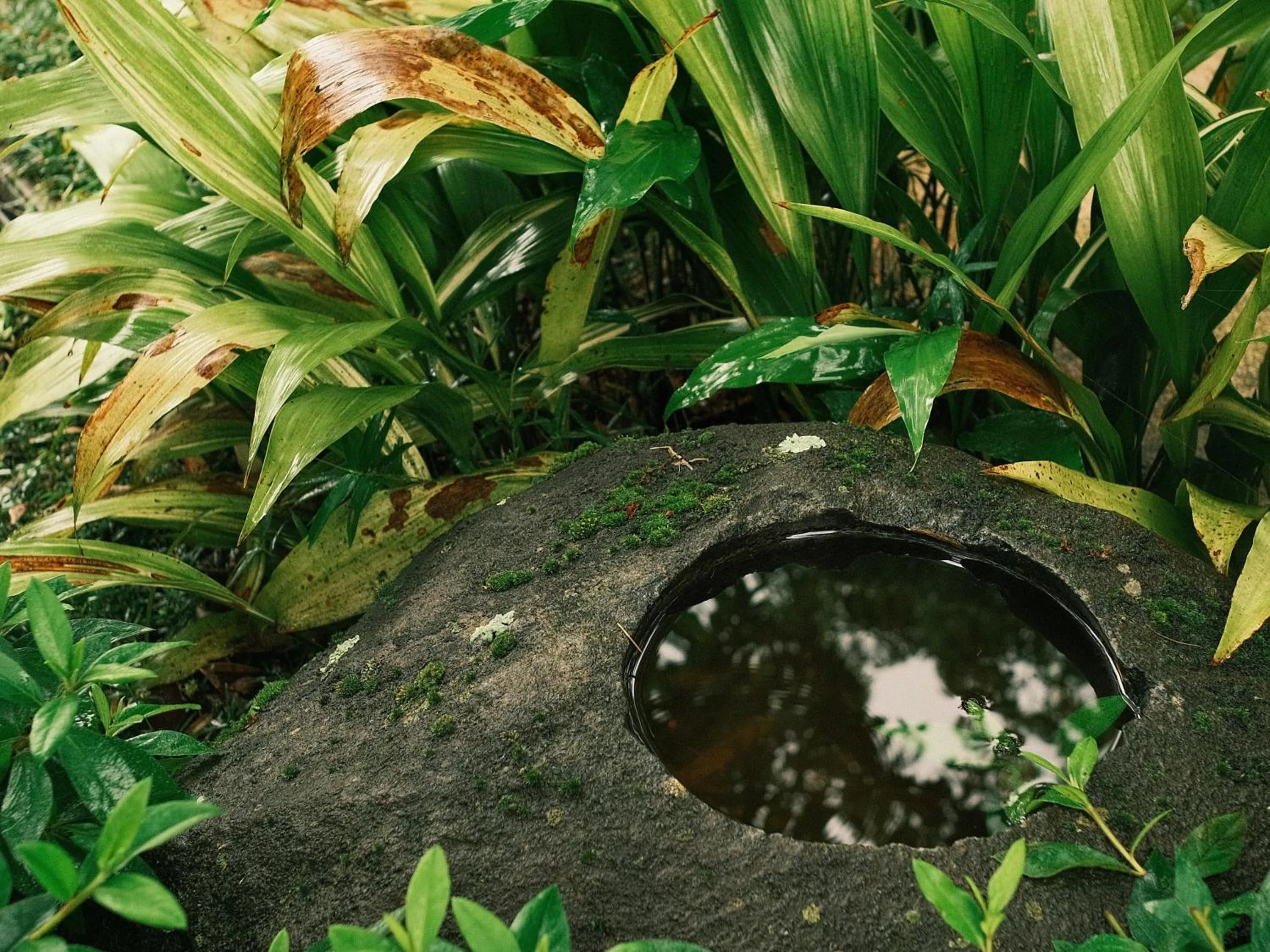 Garden in Oukai Villa Izumi