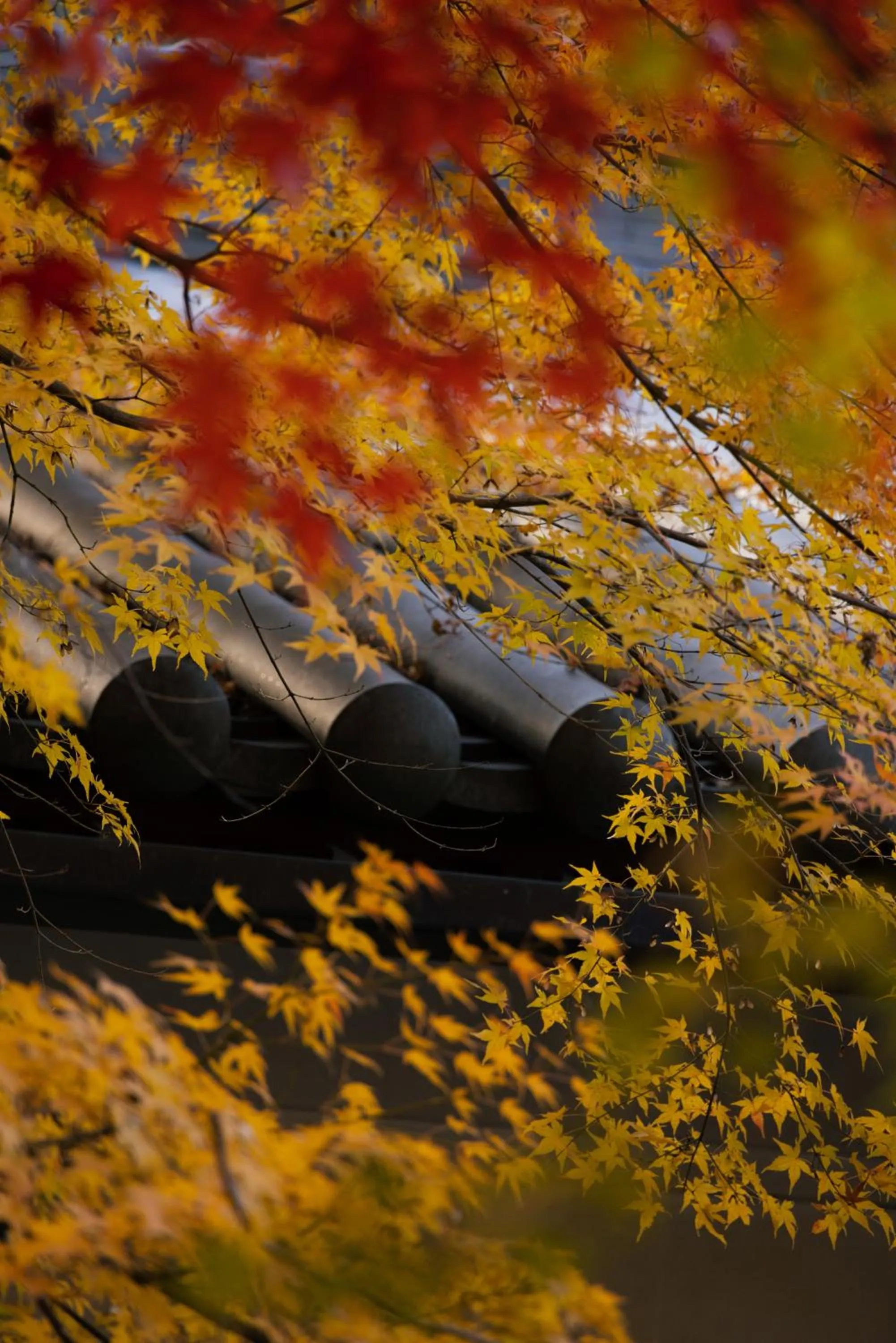 Garden view in Oukai Villa Izumi