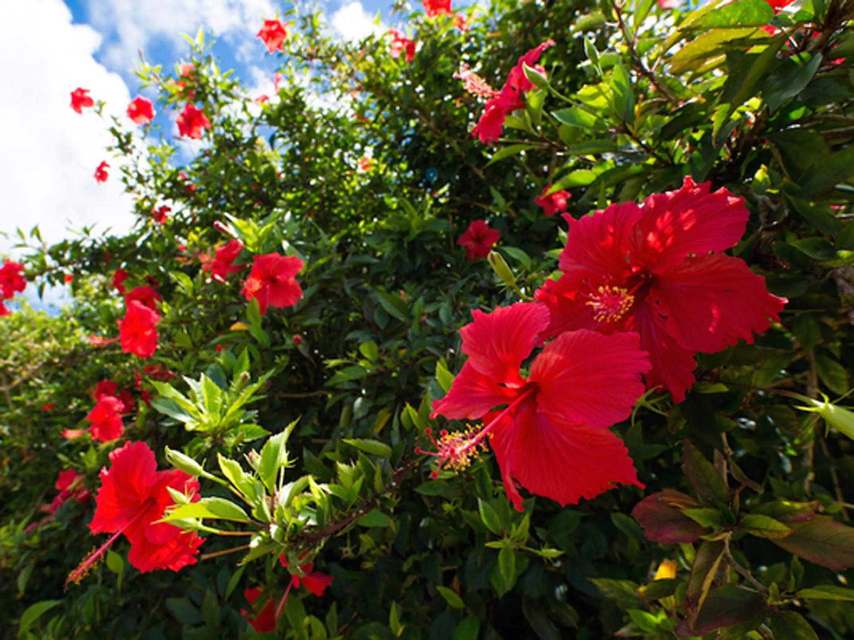 Location in Sun Green Resort Hotel Ishigaki
