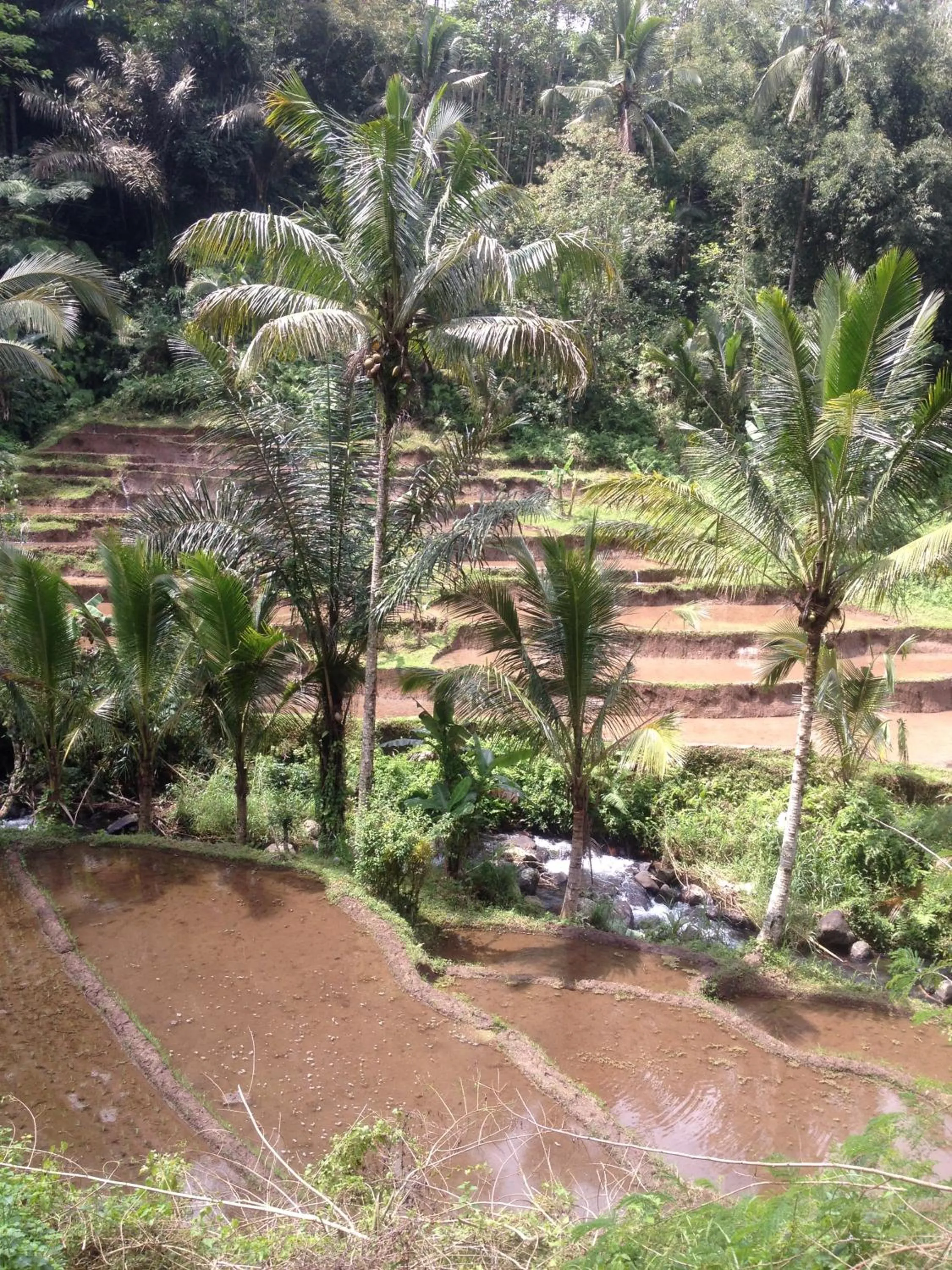 Hiking in Bali Firefly BnB
