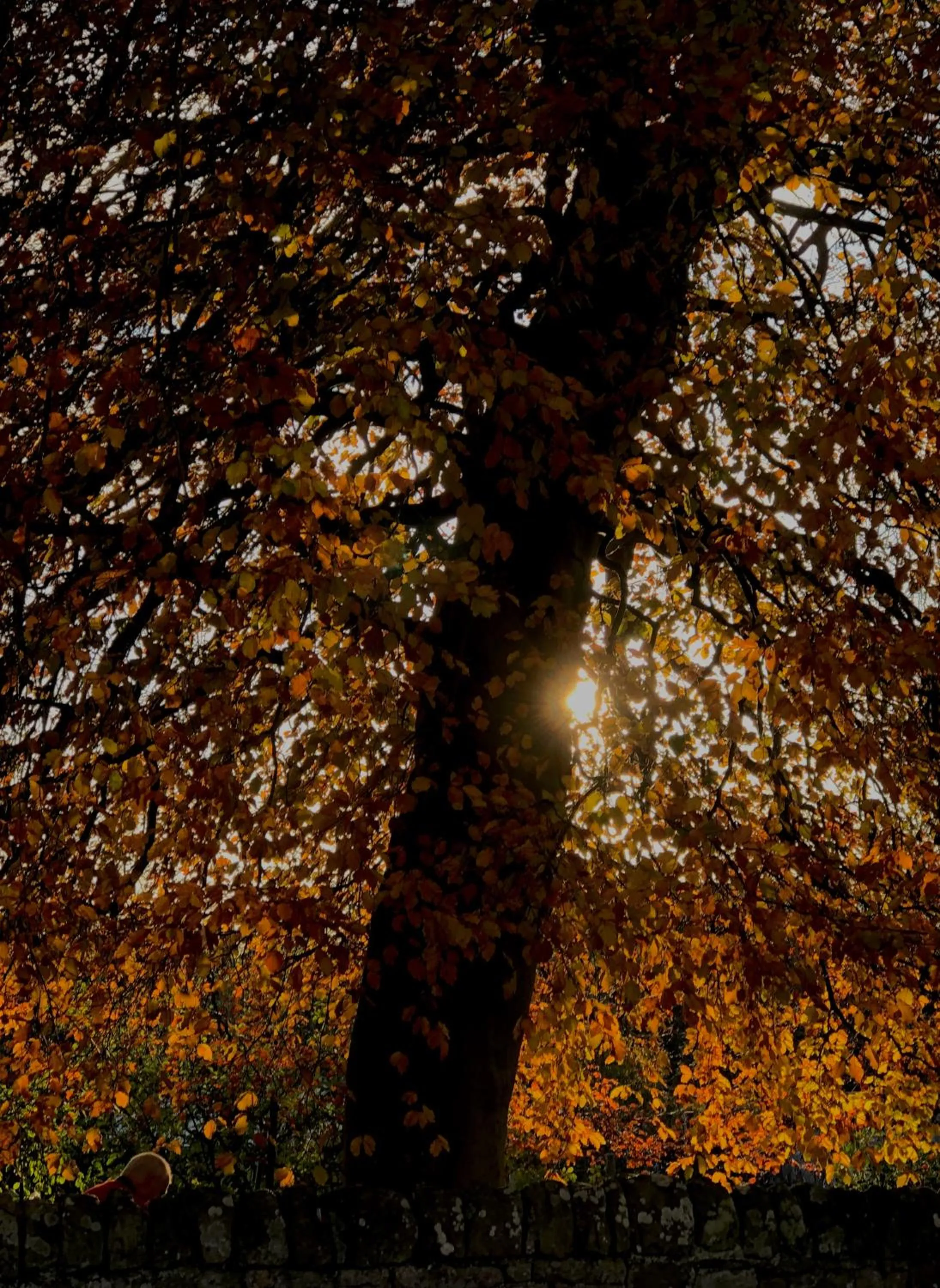 Neighbourhood in Albatross B&B Dornoch