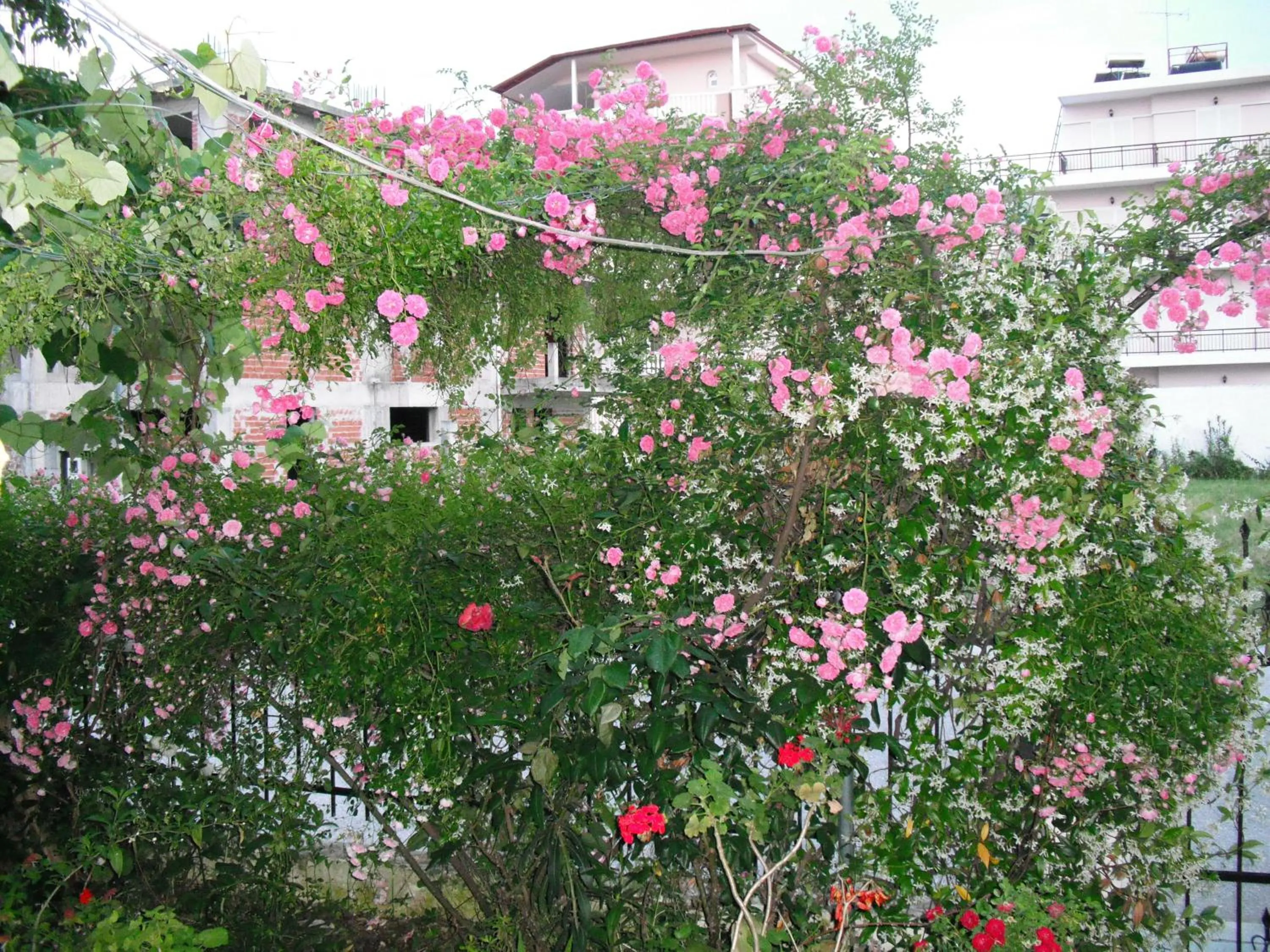 Garden view in Aris House