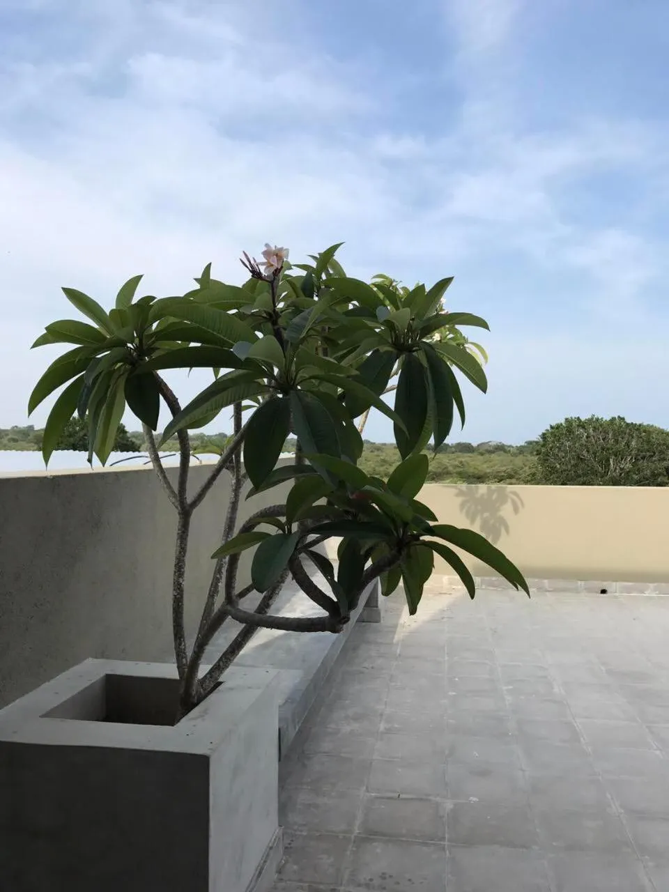 Other in Tree Tops Yala