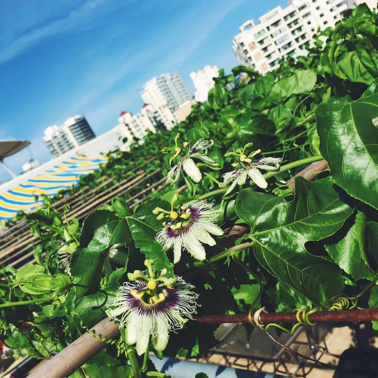 Garden in Sanya Passion fruit Inn