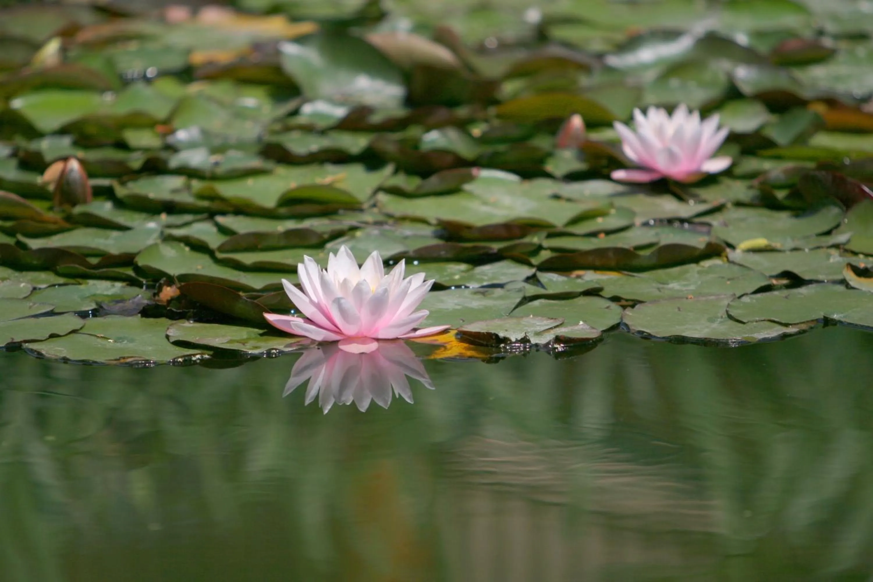 Area and facilities in Le Domaine de Falgos Golf & Spa