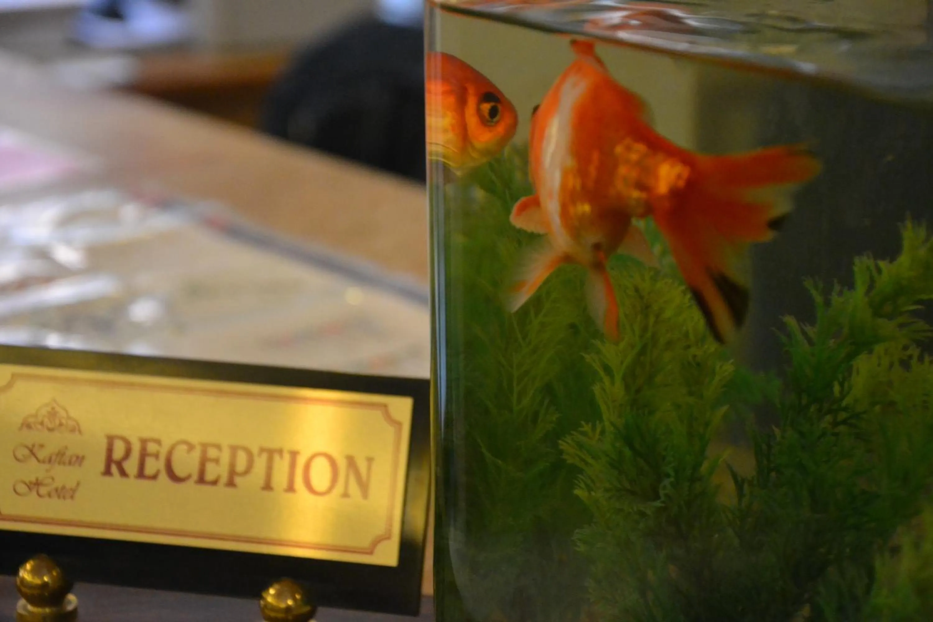 Lobby or reception in Kaftan Hotel