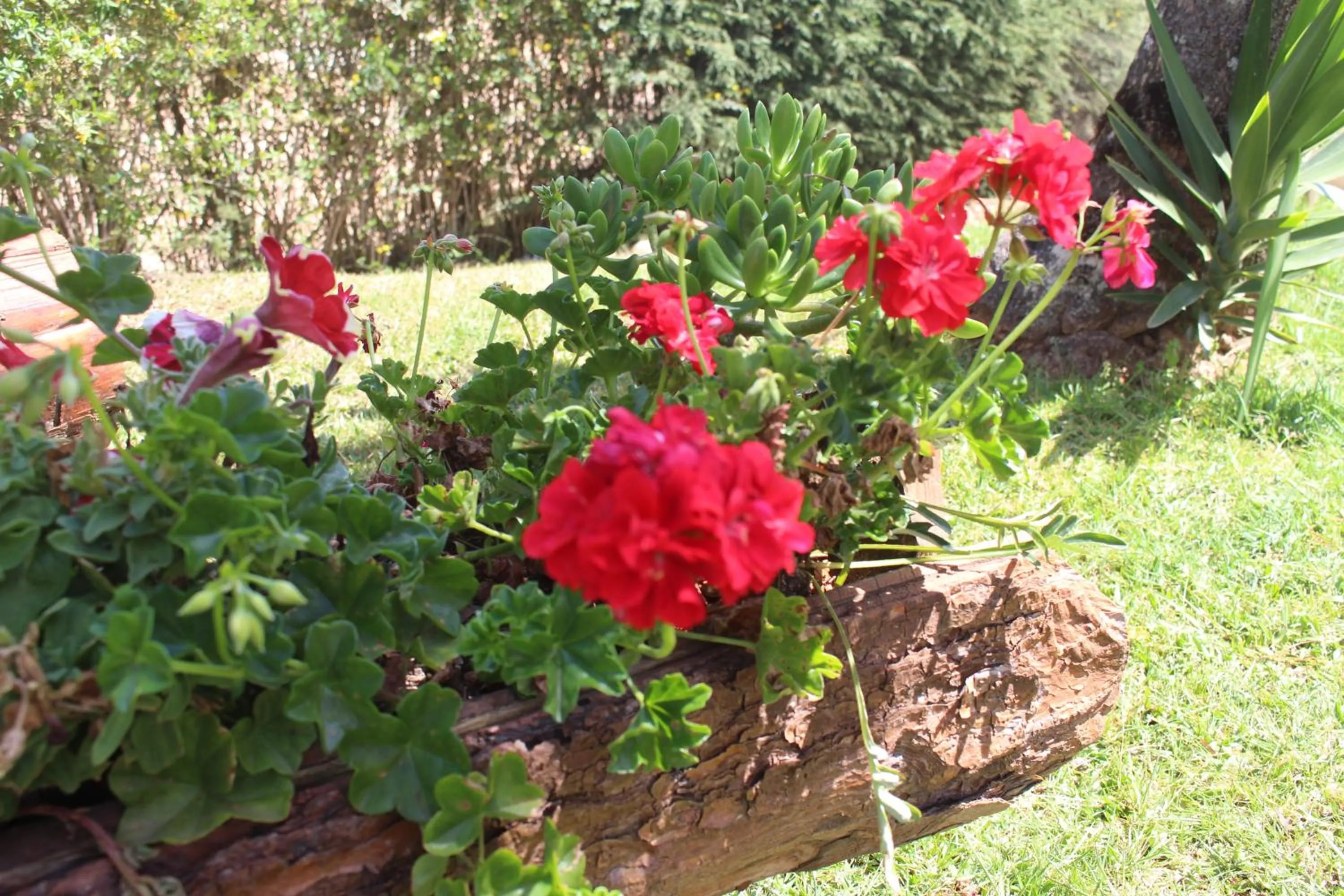 Garden in Pousada Araucária Village