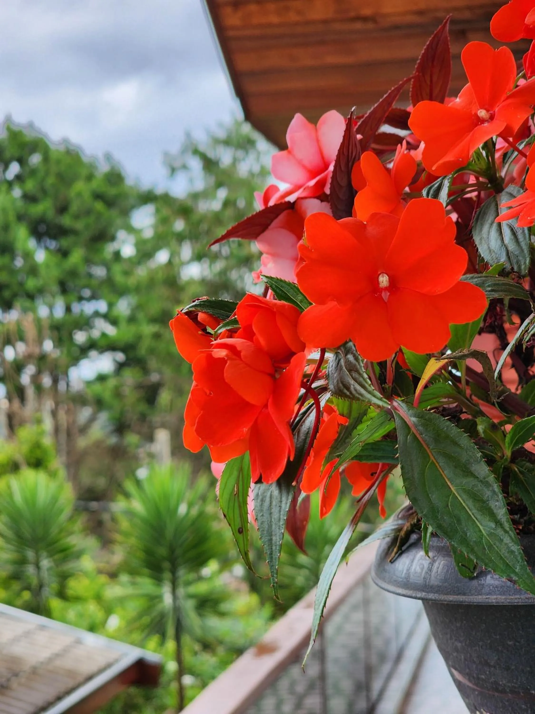 Garden in Pousada Araucária Village