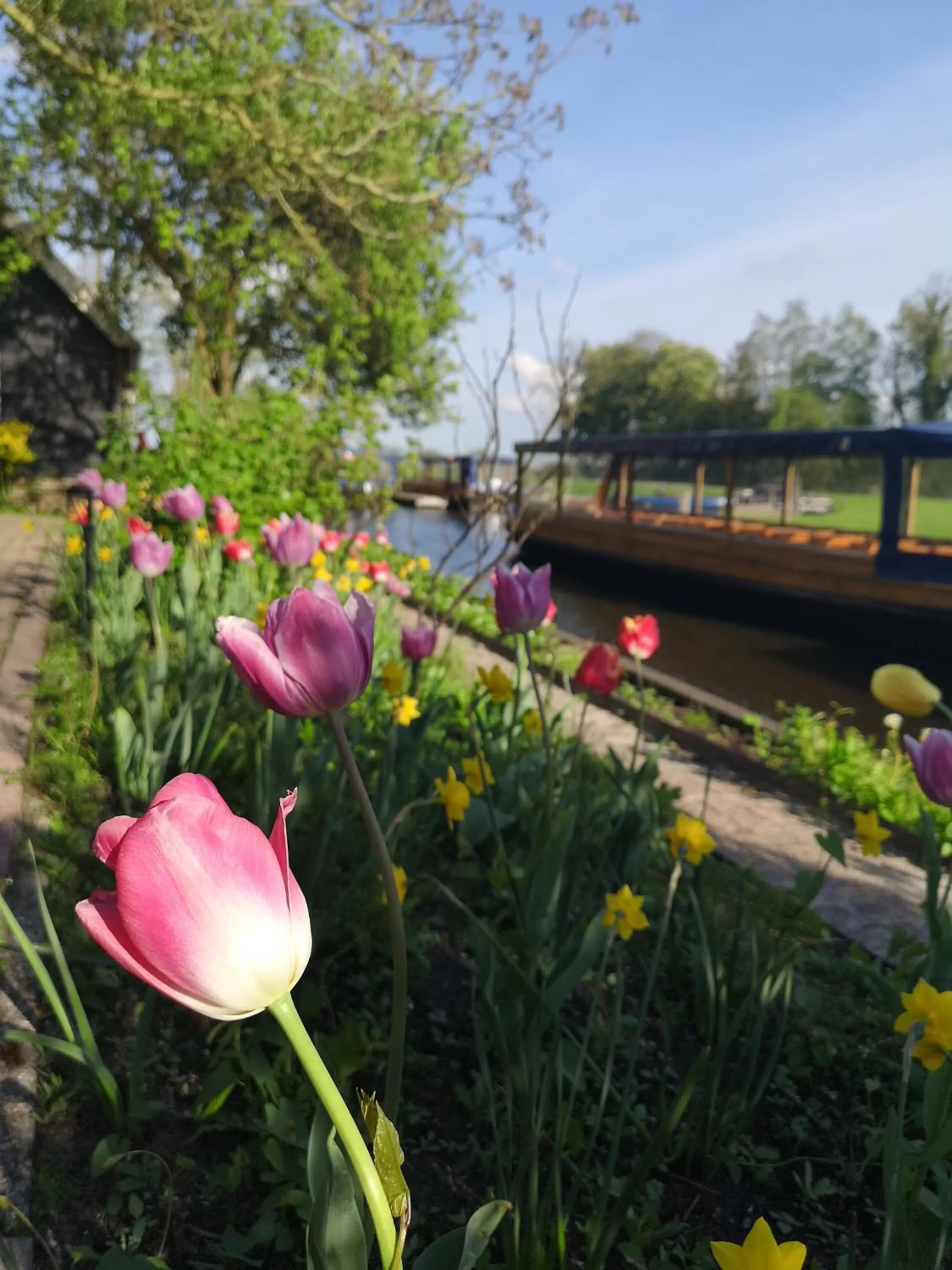 Garden in The Black Sheep Hostel