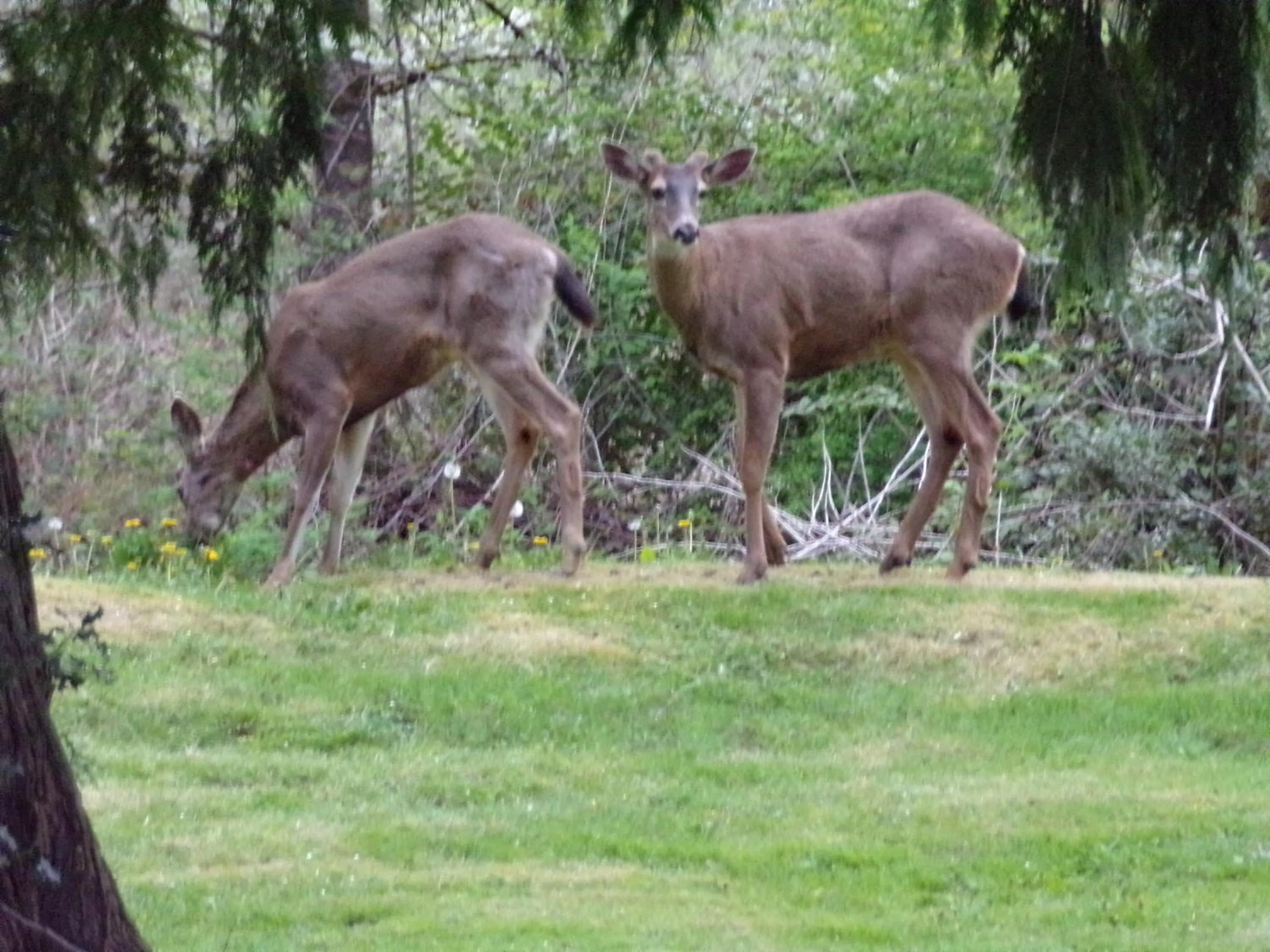 Animals in Monroe Motel