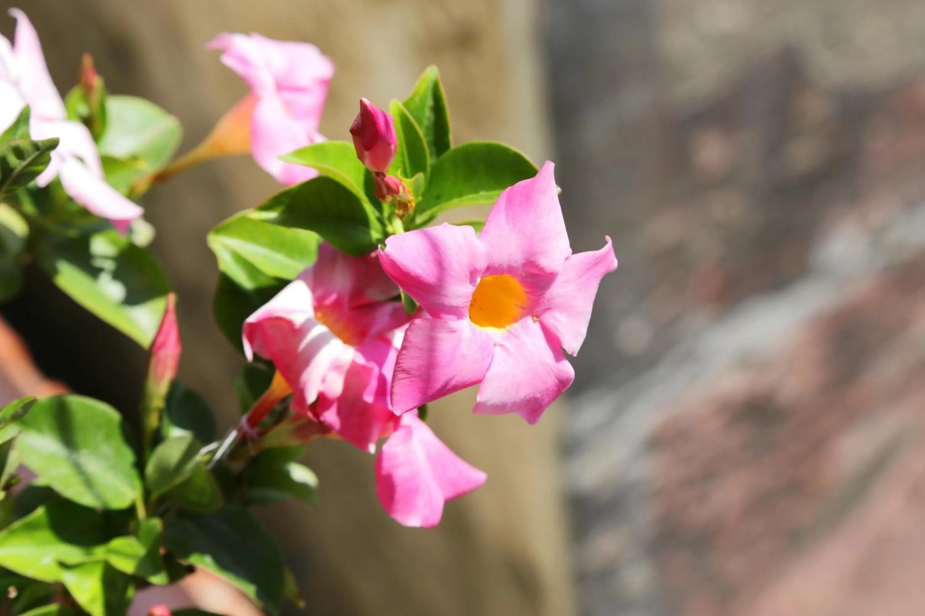Decorative detail in B&b Rosaria Amalfi Coast