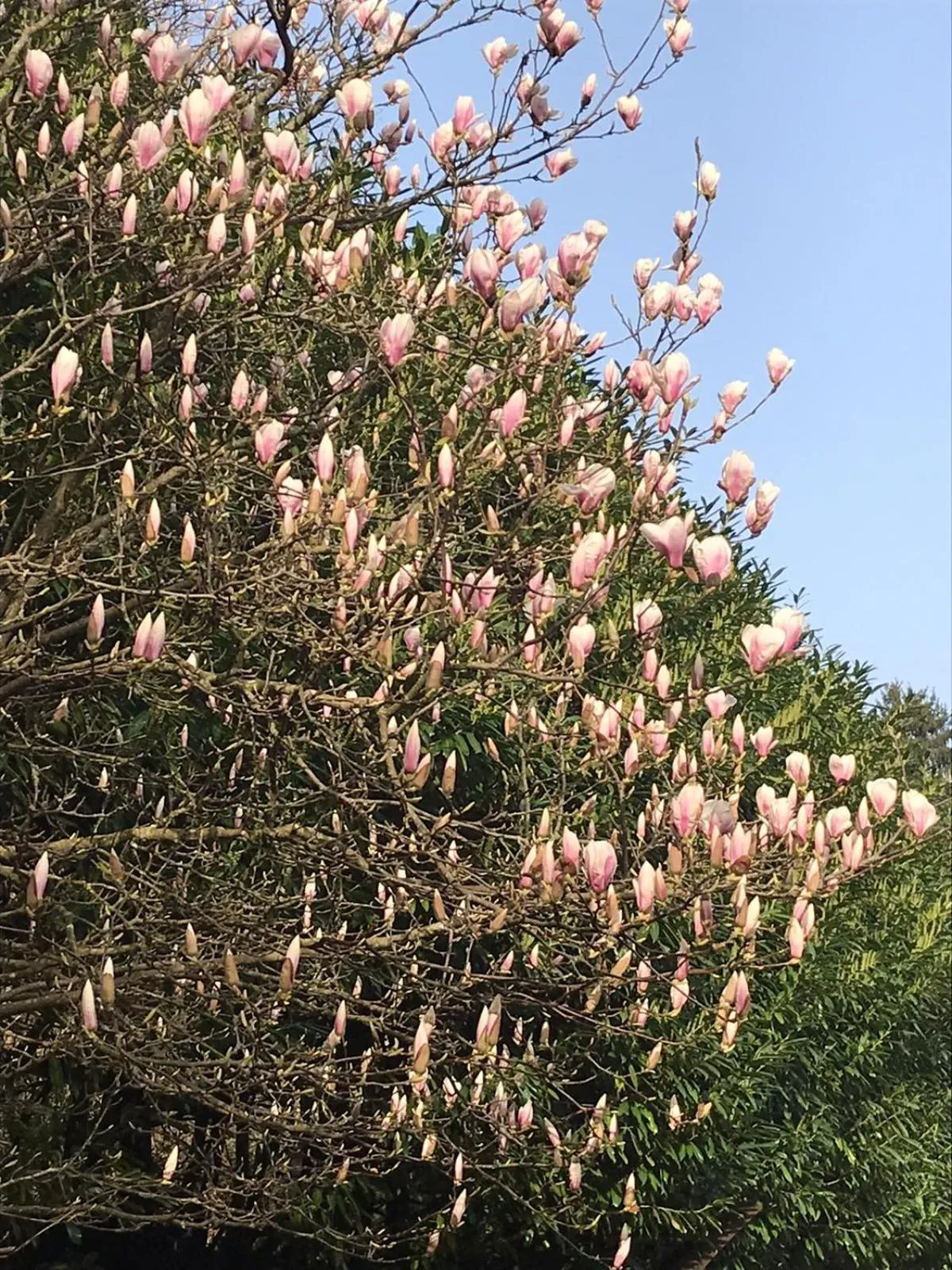 Garden in Domaine Du Moulin Vallée Heureuse