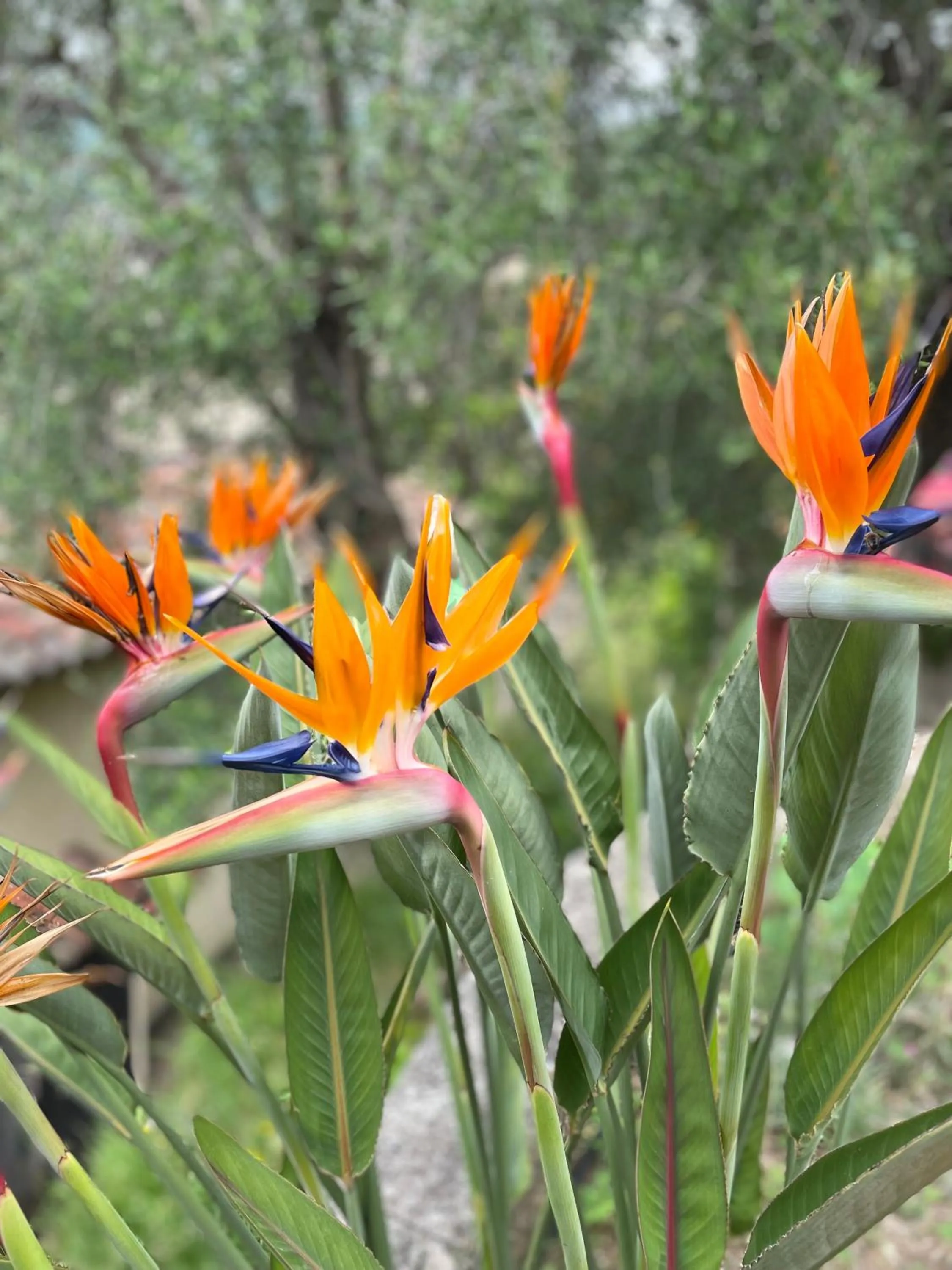 Garden in Lou Candelou