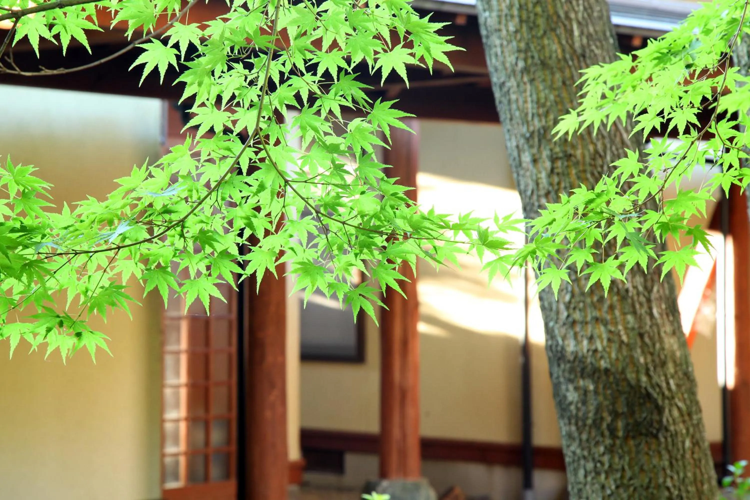 Garden in Chikurakutei