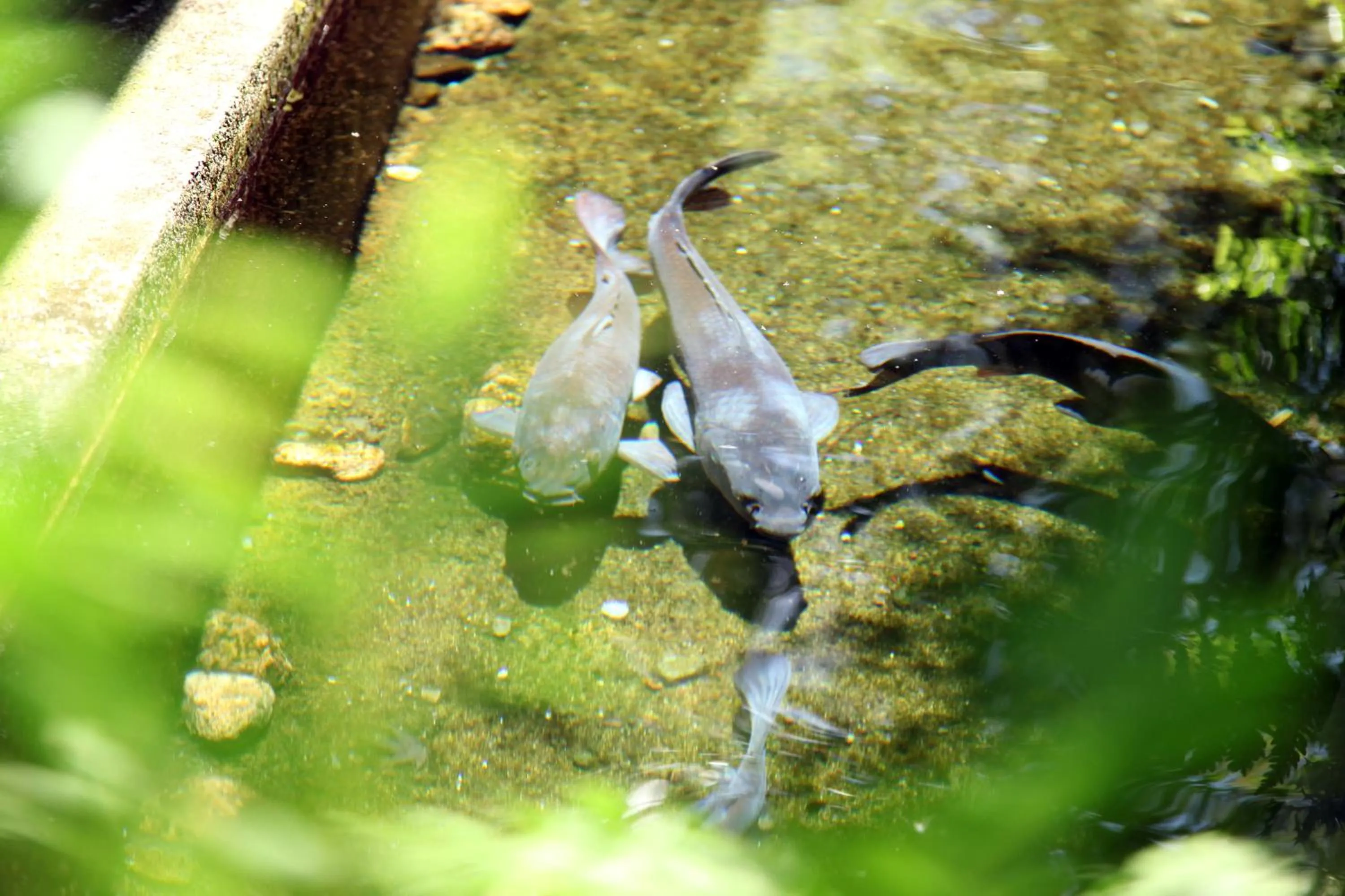 Animals in Chikurakutei