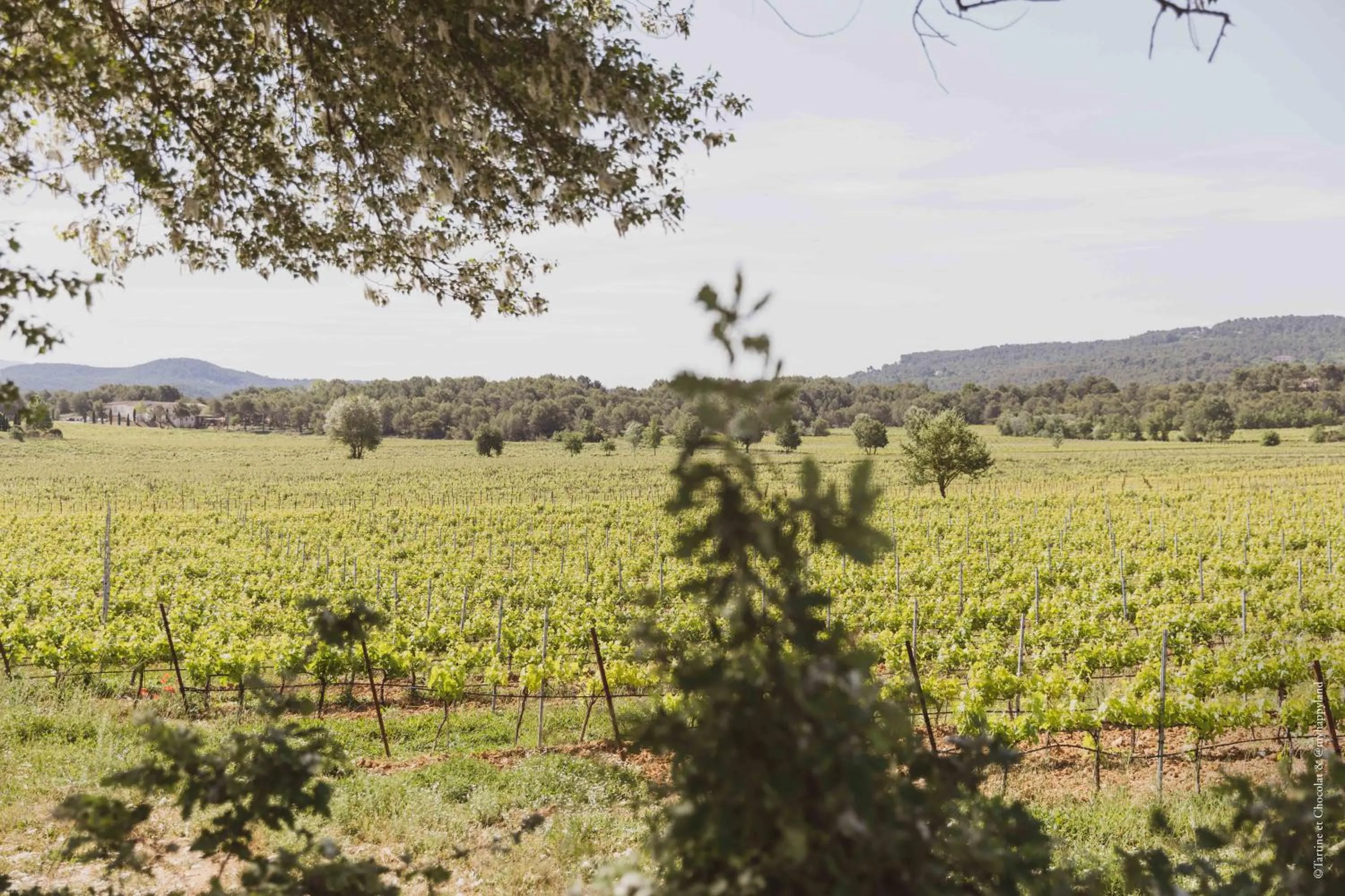 Garden in Château de Fonscolombe
