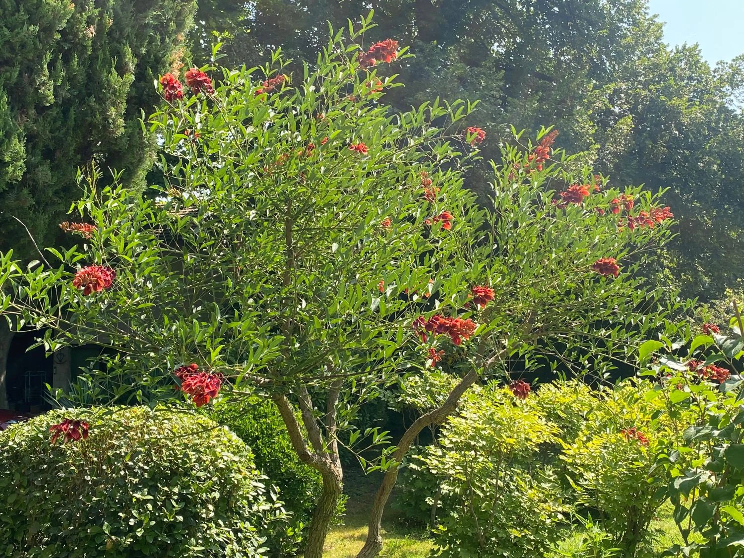 Garden in Le Mas Ferrand