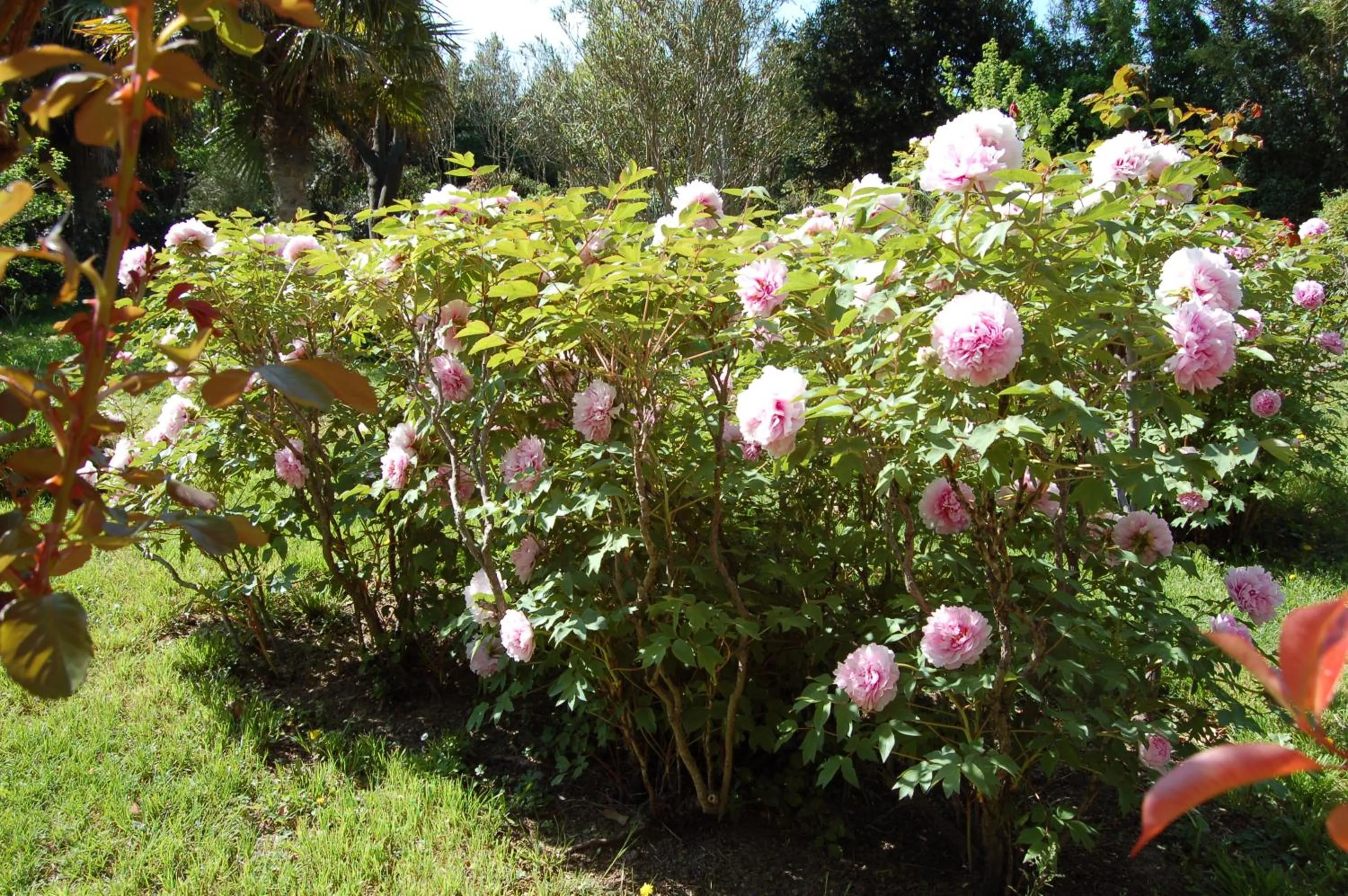 Garden in Le Mas Ferrand