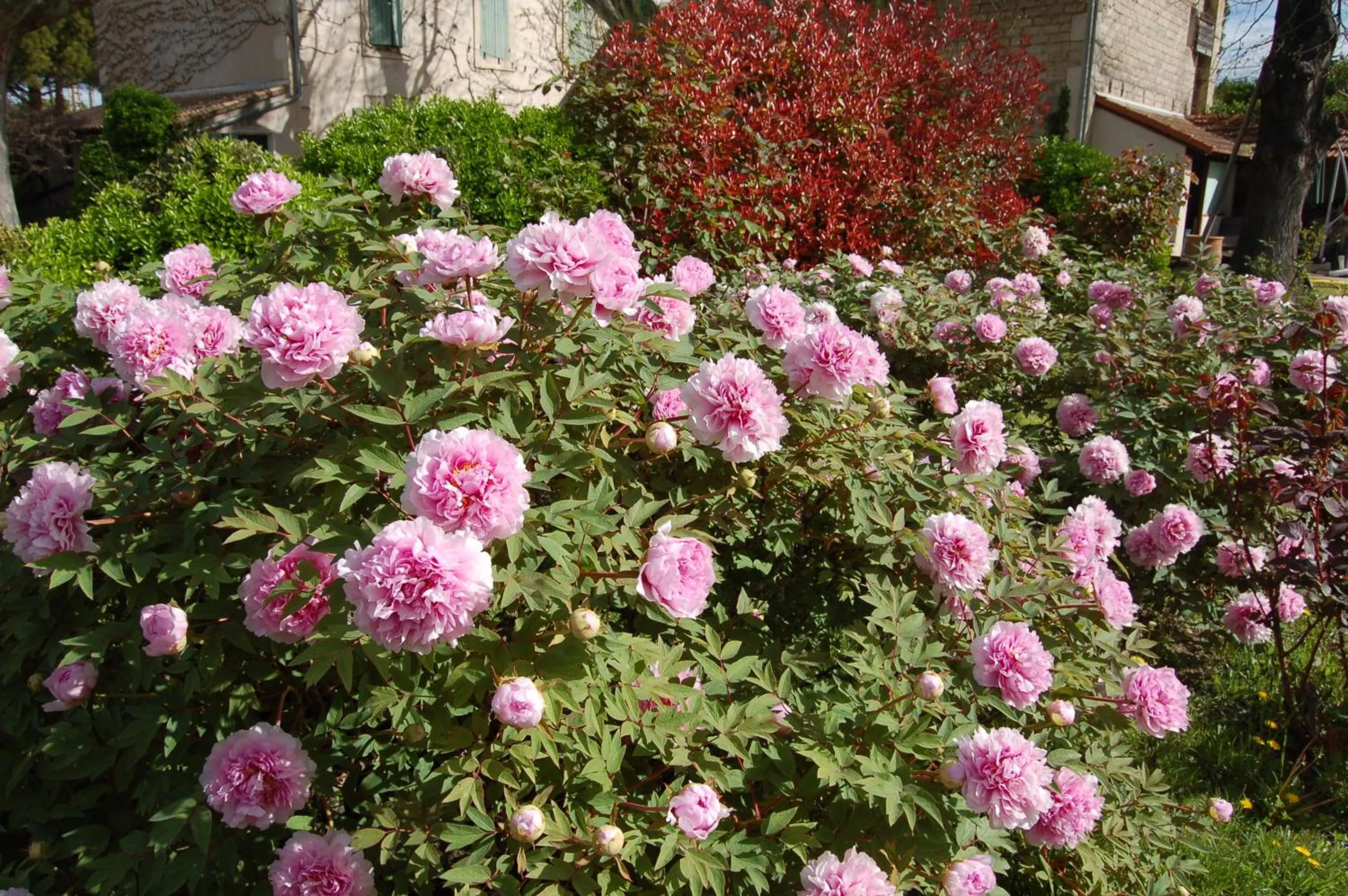 Garden in Le Mas Ferrand