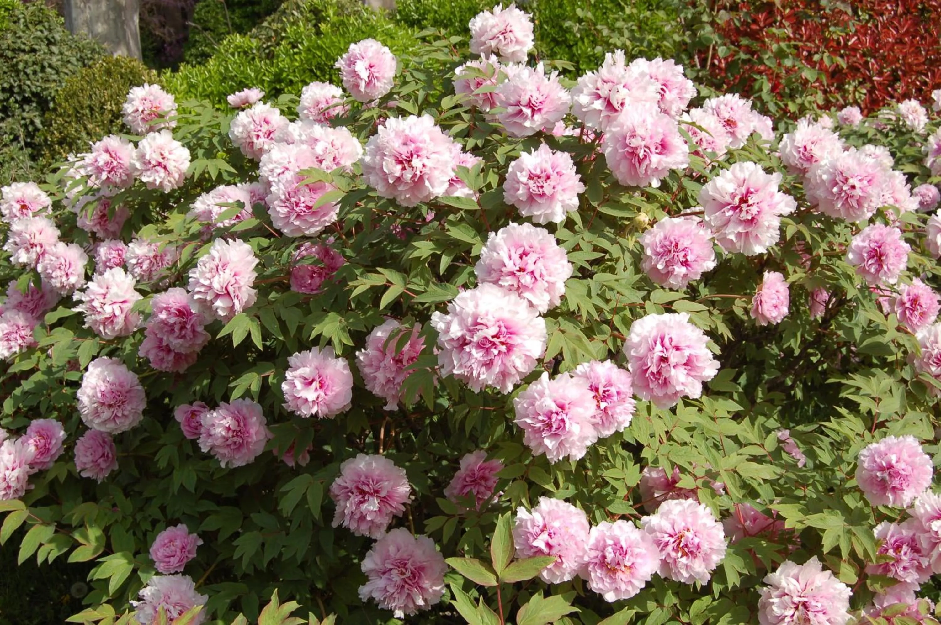 Garden in Le Mas Ferrand