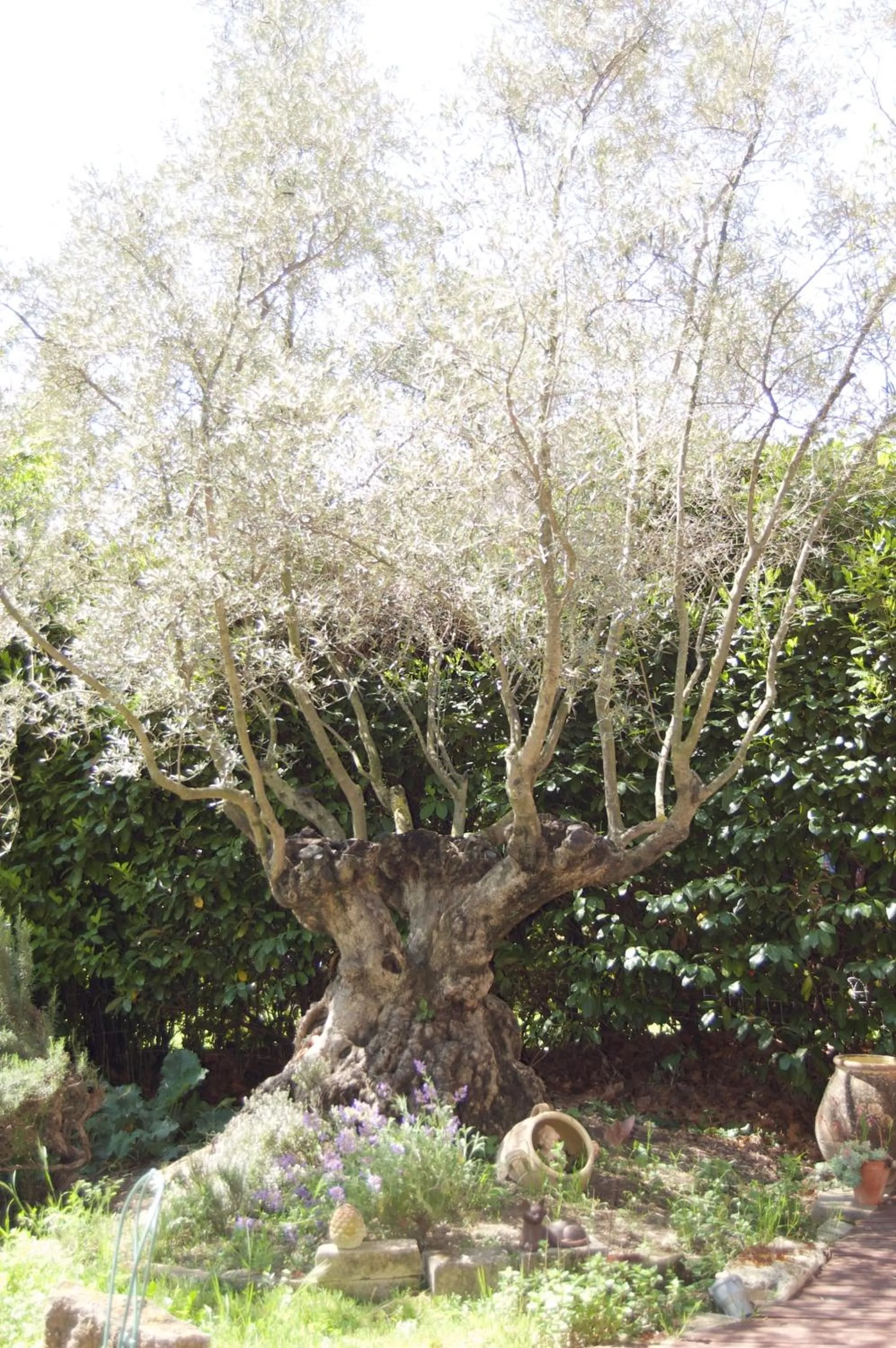 Garden view in Le Mas Ferrand