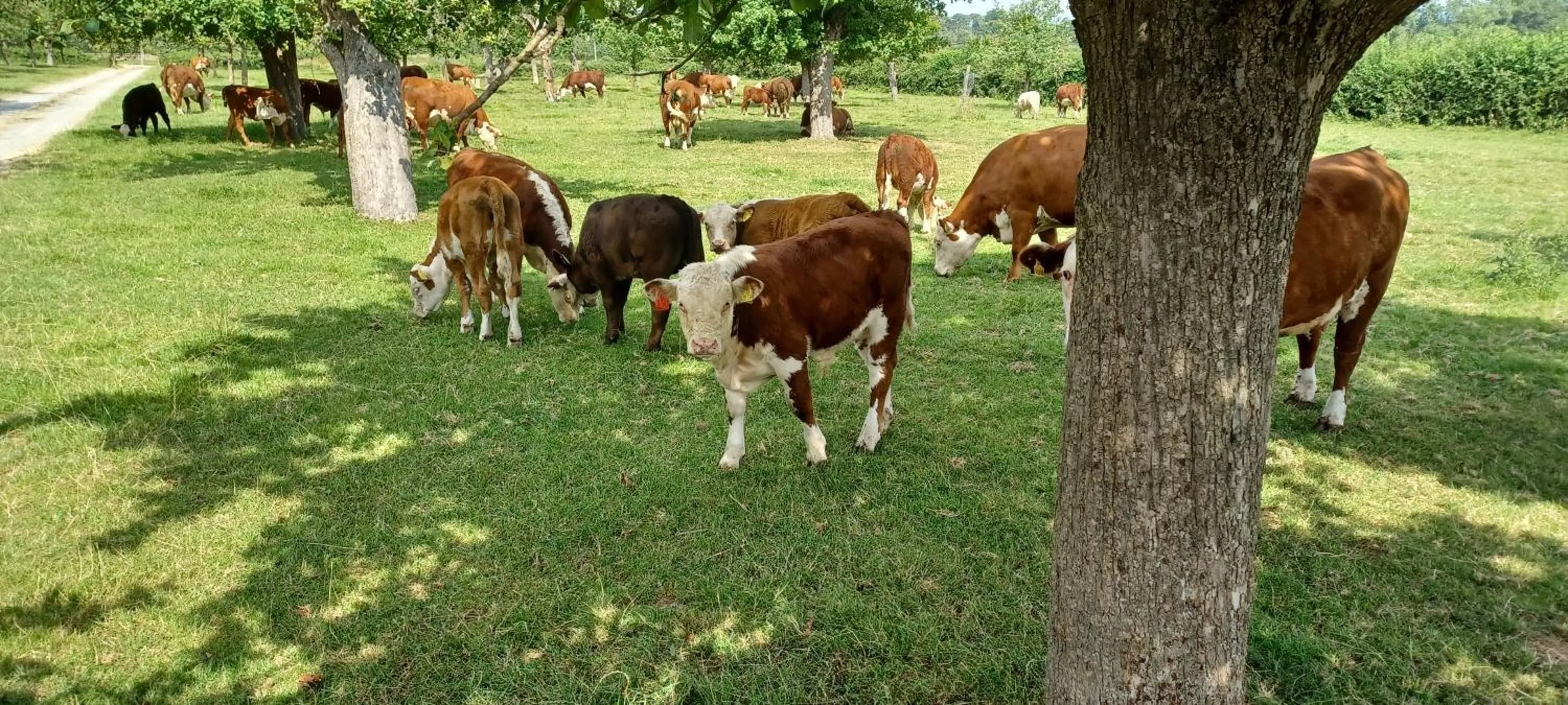 Harlequin B&B Ledbury