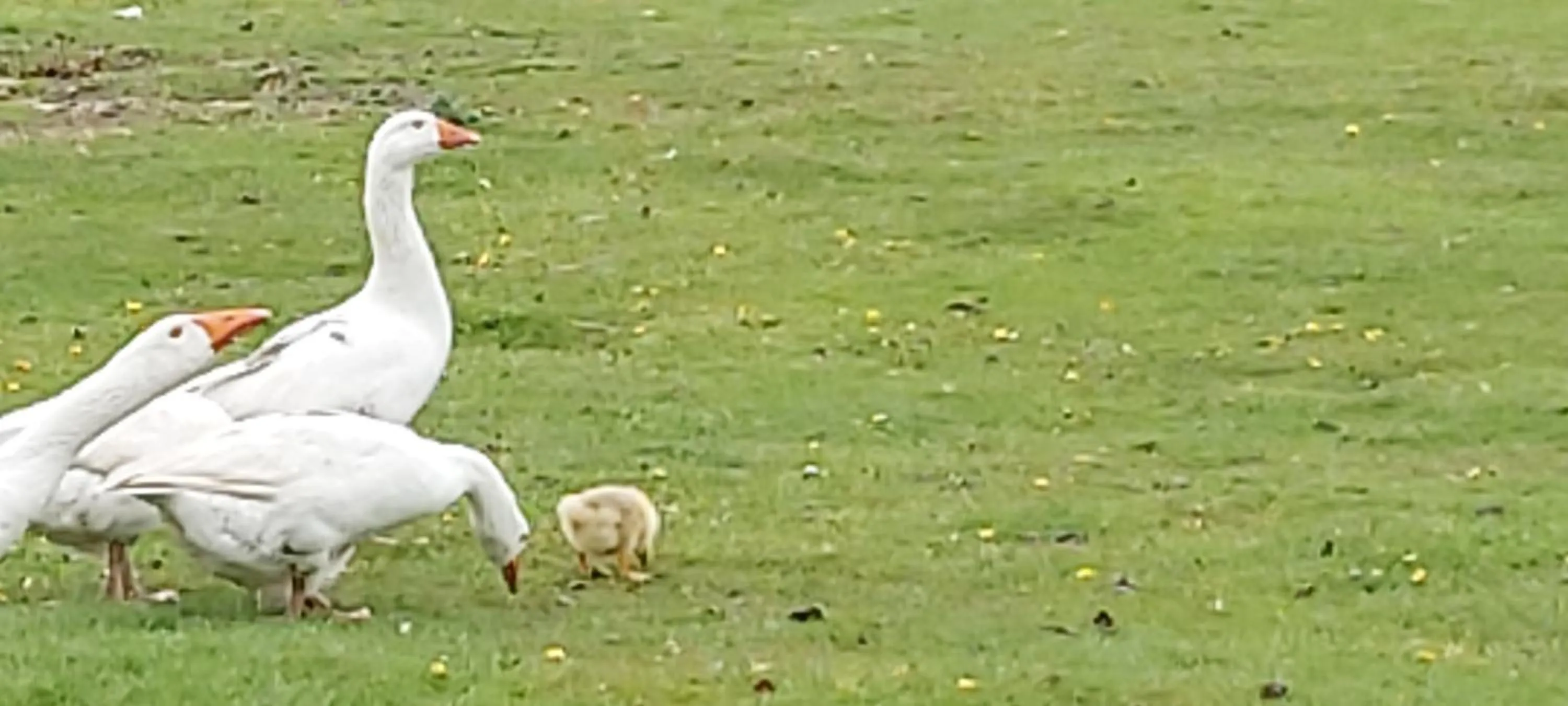 Harlequin B&B Ledbury