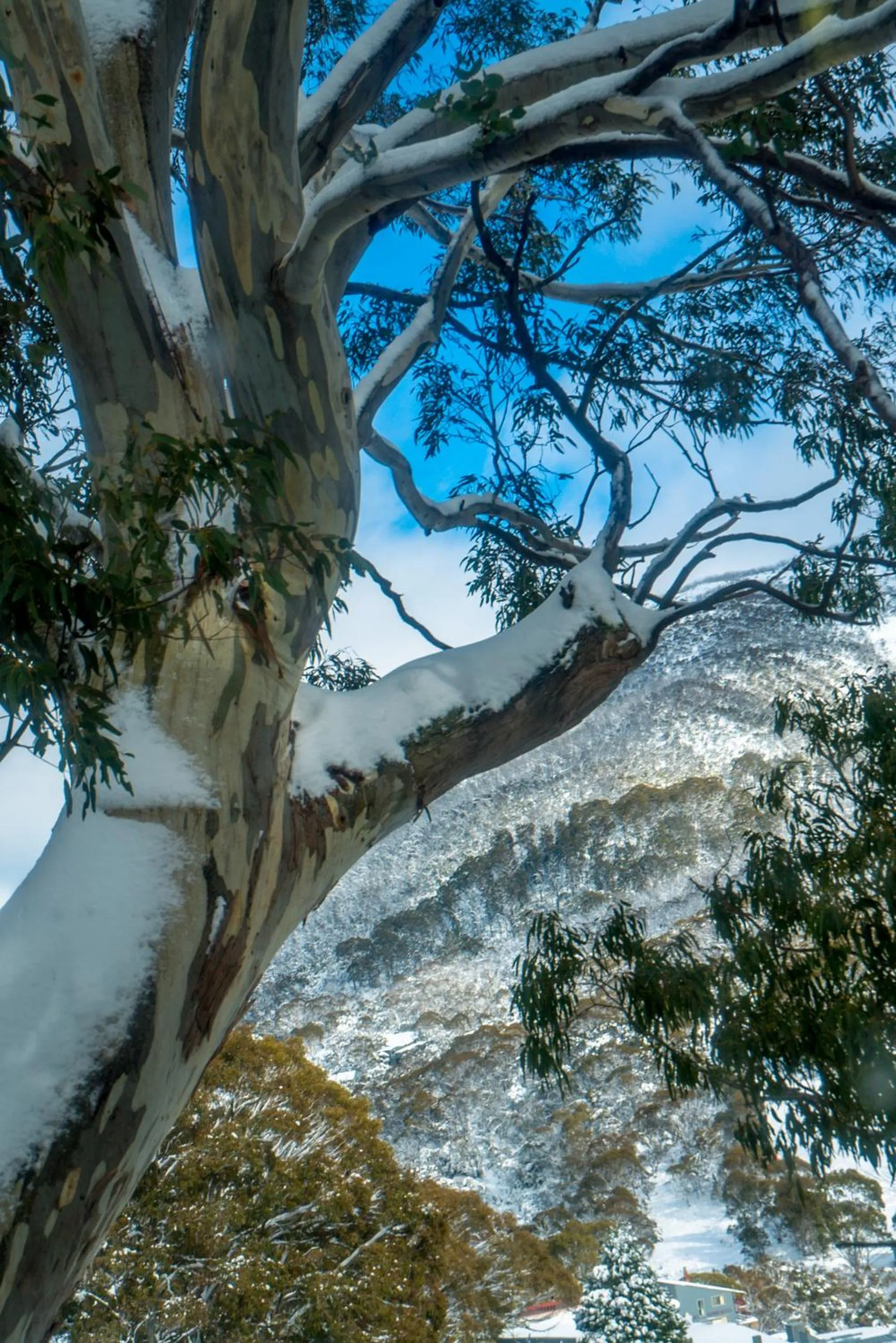 Mountain view in Pure Chalet Thredbo